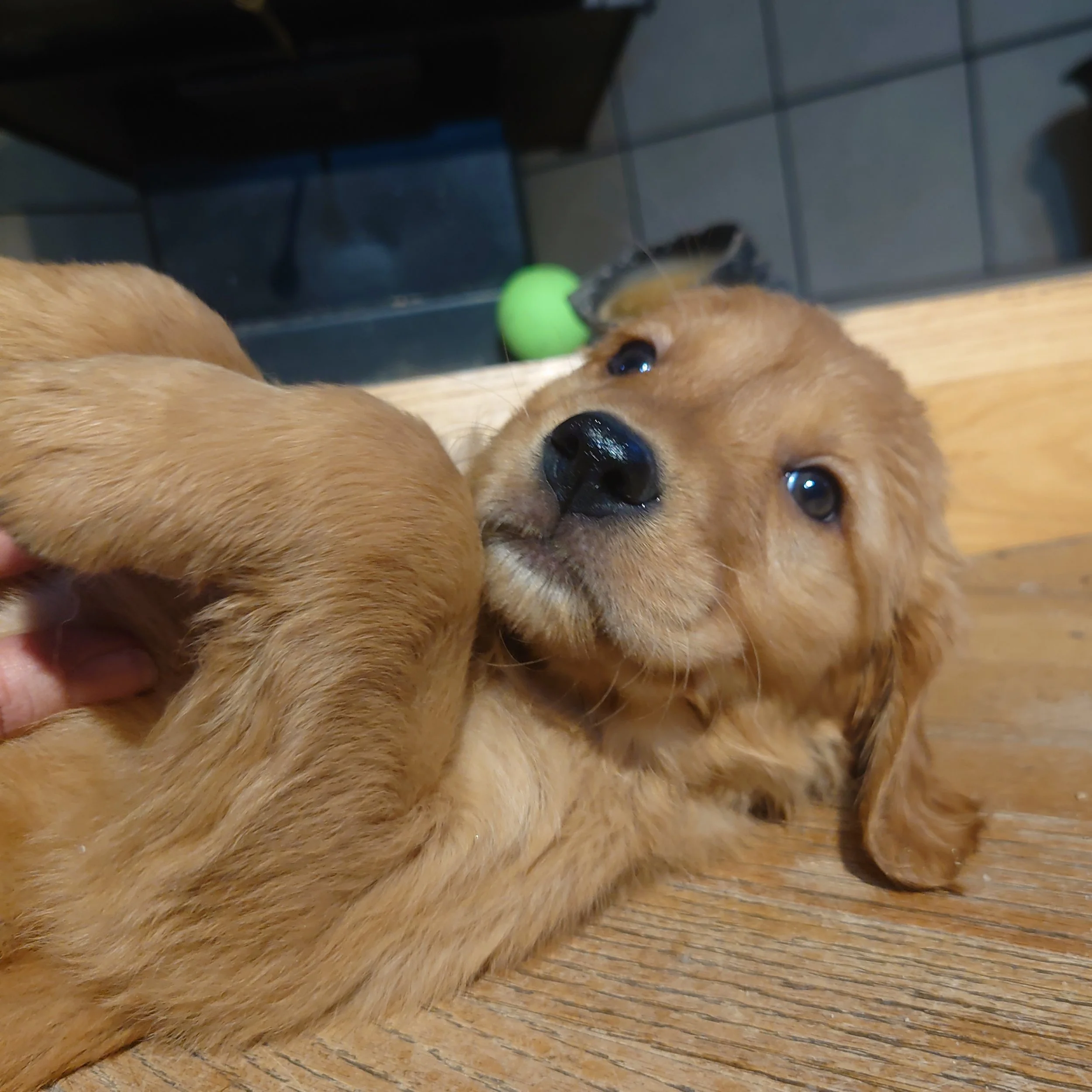 Coral the 7 week old Golden Retriever puppy enjoys rubbings on a wooden floor in front of a wood fireplace.