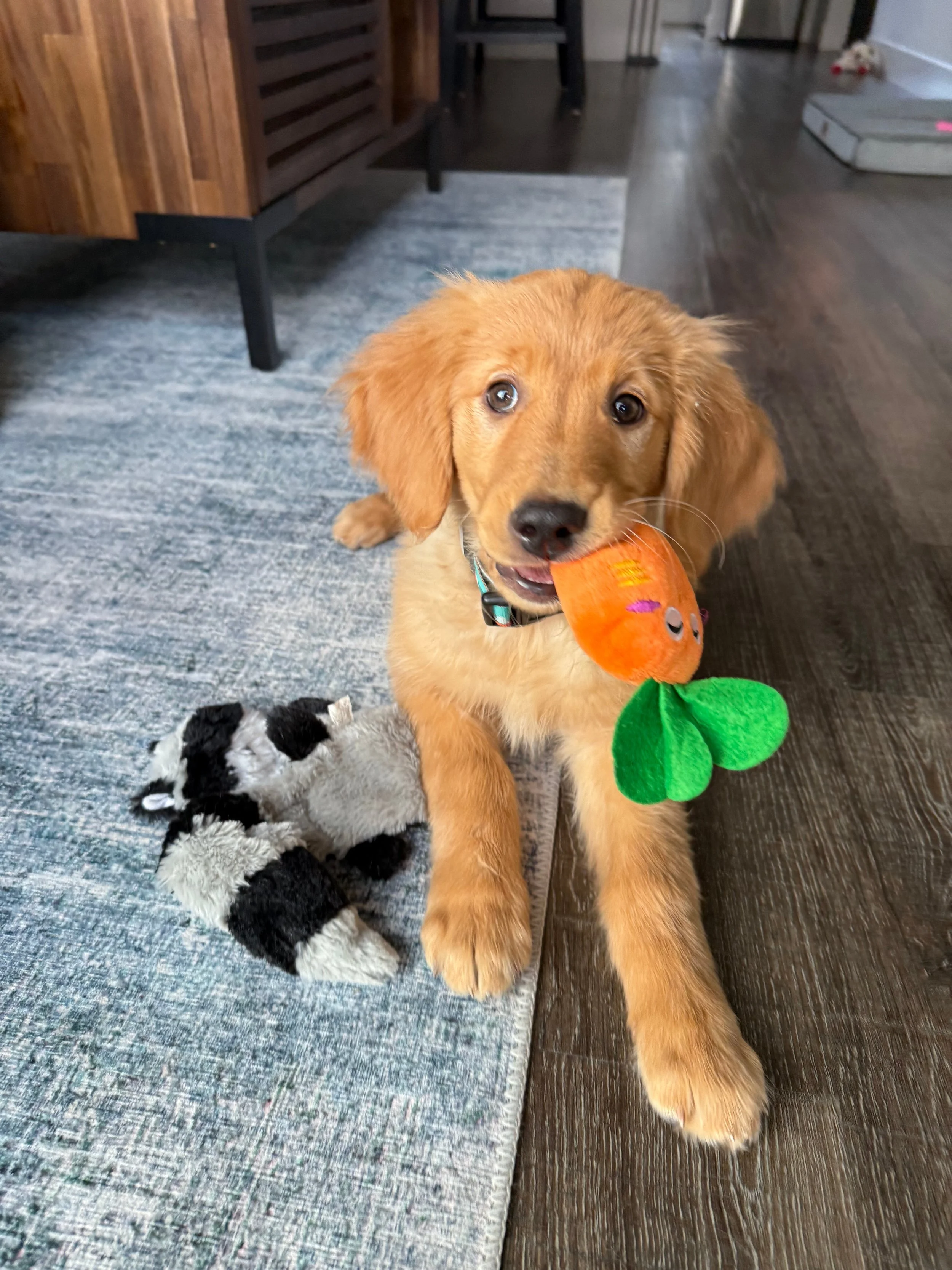 Zoey the golden retriever pup enjoys her carrot toy.