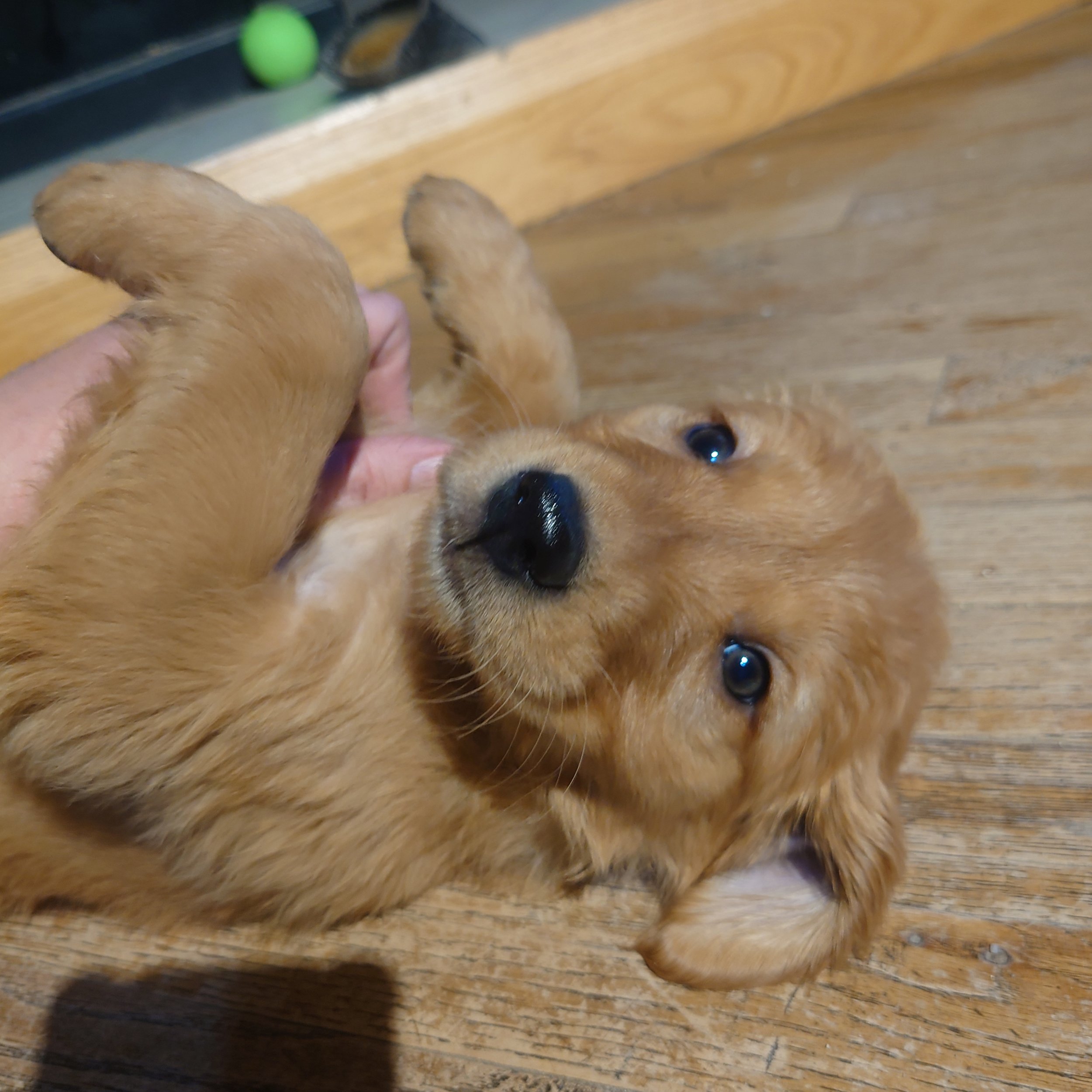 Coral the 7 week old Golden Retriever puppy enjoys rubbings on a wooden floor in front of a wood fireplace.