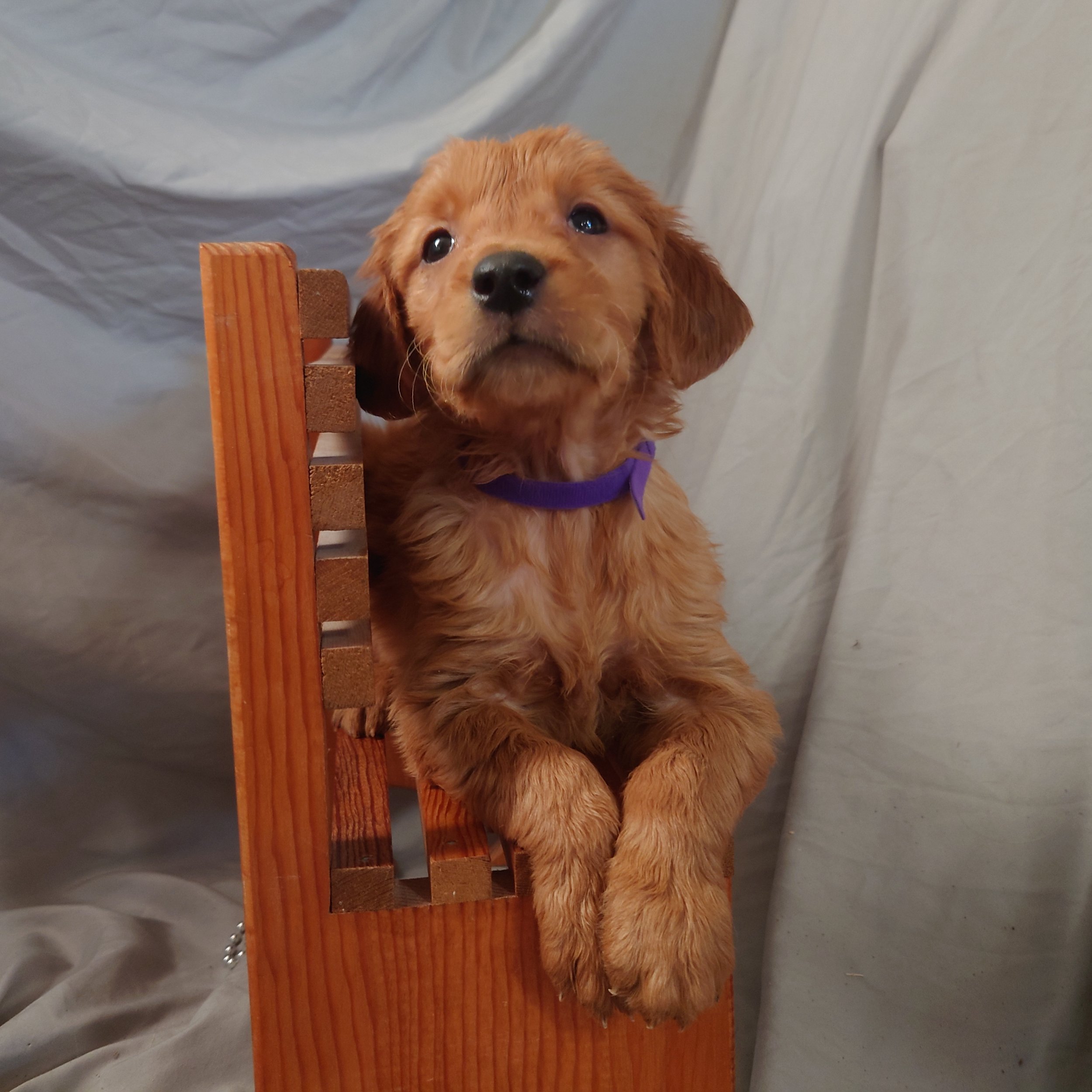 Roxi the 5 week old Golden Retriever puppy poses on a mini wooden bench.