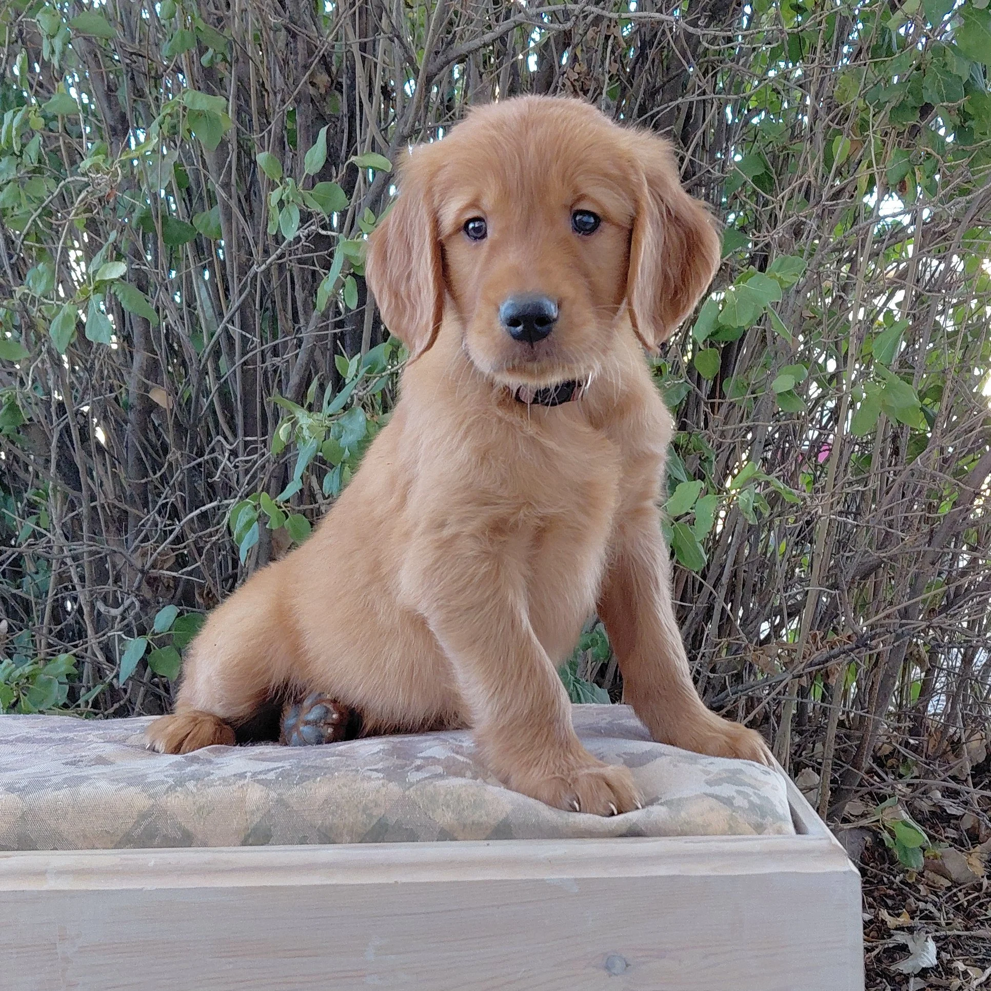Sokka, the 7 week old Golden Retriever puppy is on a bench in front of a lilac bush.