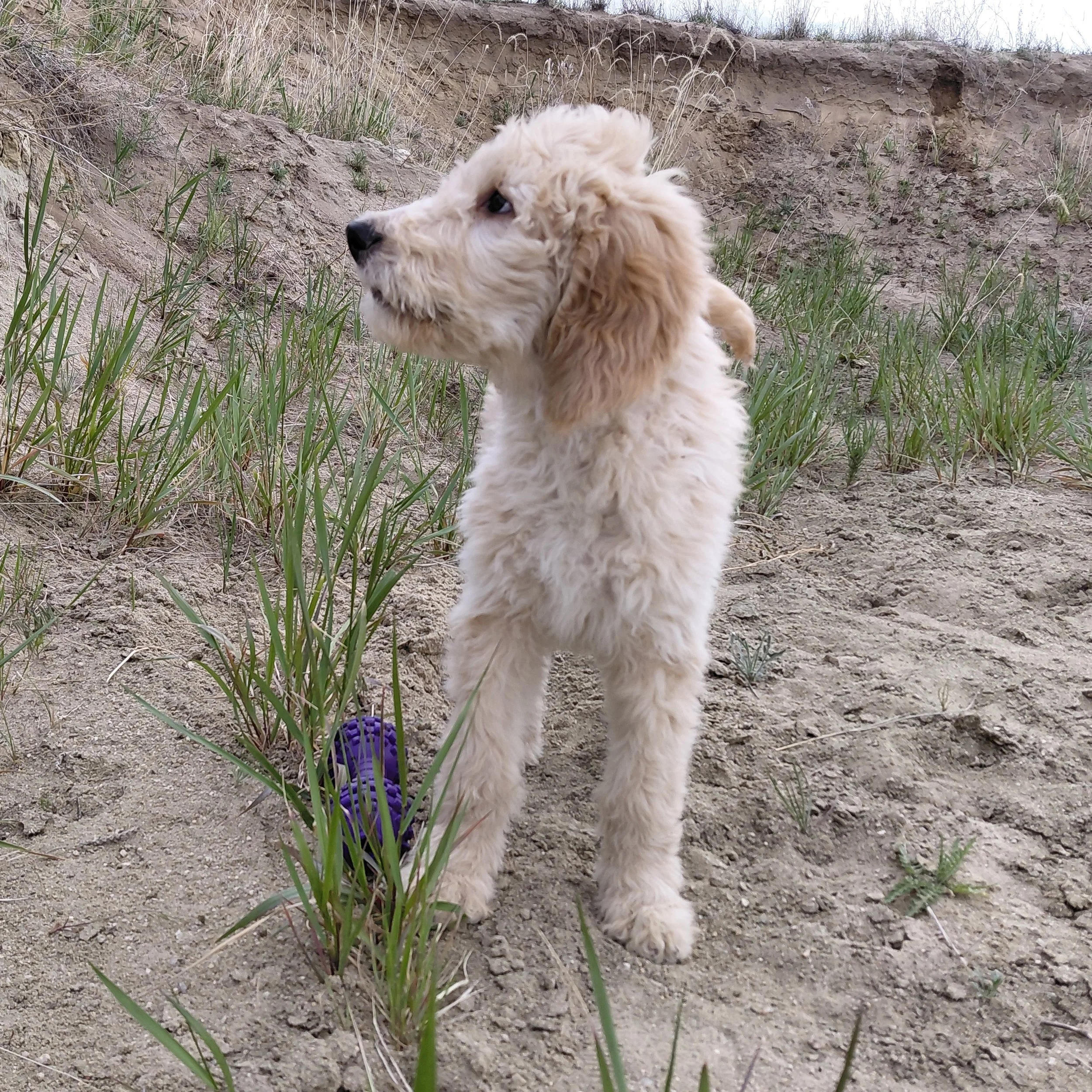 Yoshi the 12 week old F1 Goldendoodle puppy plays in the sand with a purple barbell dog toy.