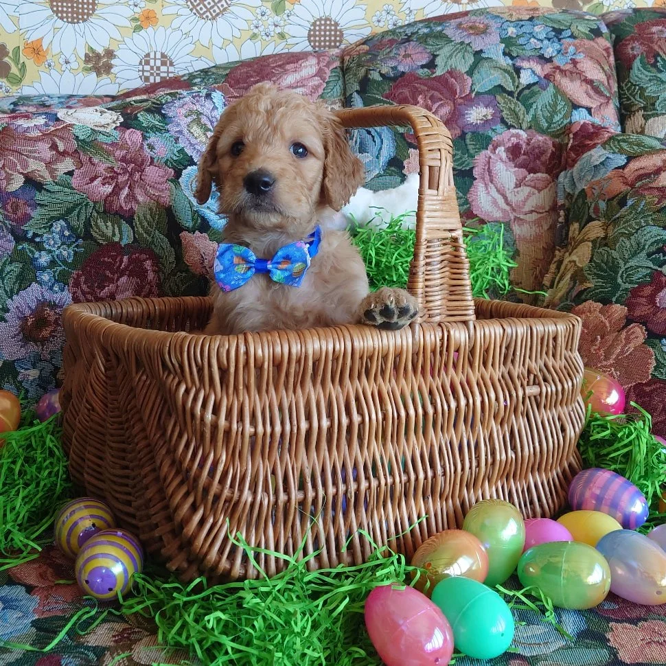 Mario the 5 week old F1 Goldendoodle puppy sits politely in a basket surrounded by colorful Easter Eggs.
