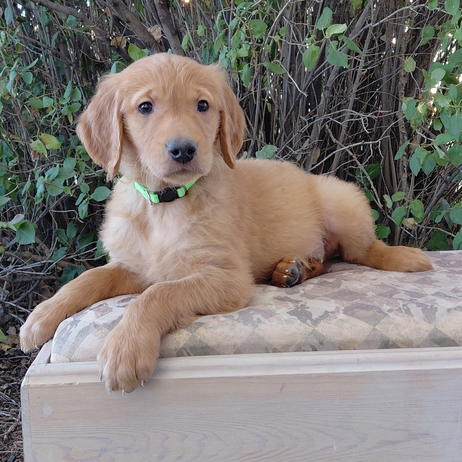 Iroh, the 7 week old Golden Retriever puppy is on a bench in front of a lilac bush.