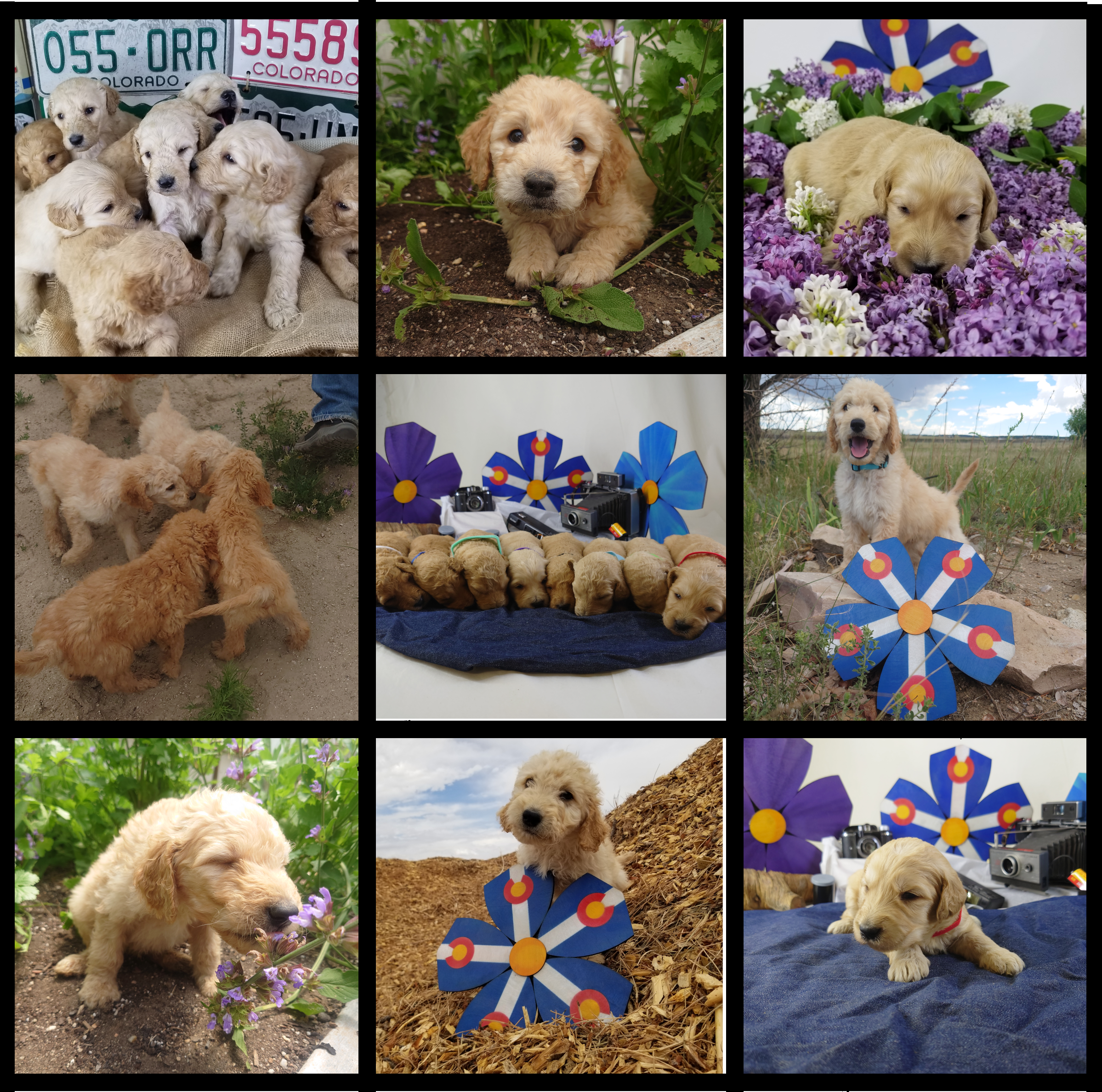 Collage of 9 goldendoodle puppy pictures. Top left: Top Middle: Top right: Middle Left: Middle: Middle Right: Bottom Left: Bottom Middle: Bottom Right: