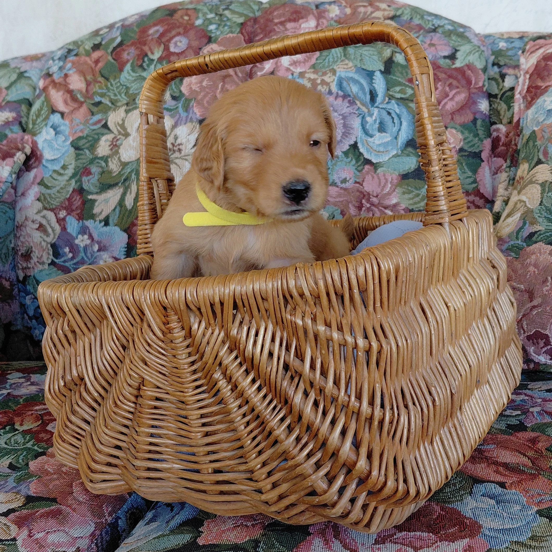 King Bumi, the 4 week old Golden Retriever puppy sits and winks in a basket on a floral couch with a yellow collar.