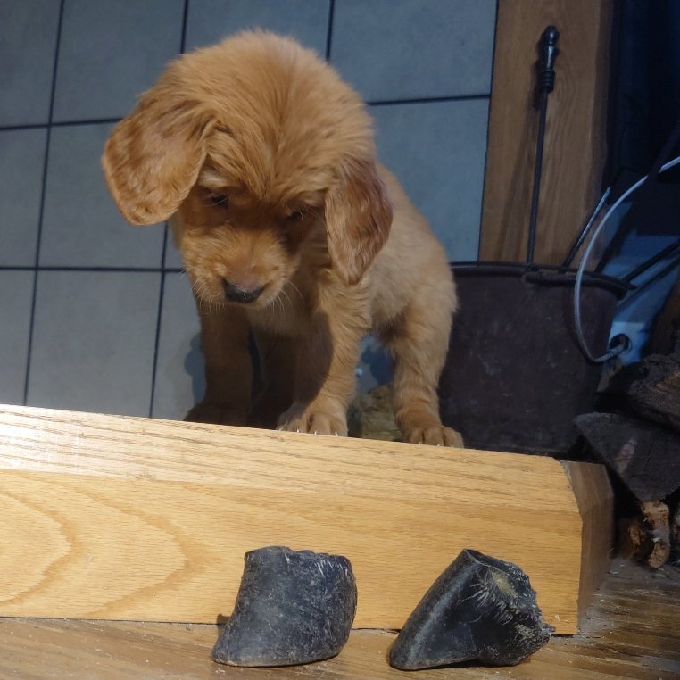 Sweetie the 7 week old Golden Retriever puppy looks down on some chewy hooves on a wooden floor .