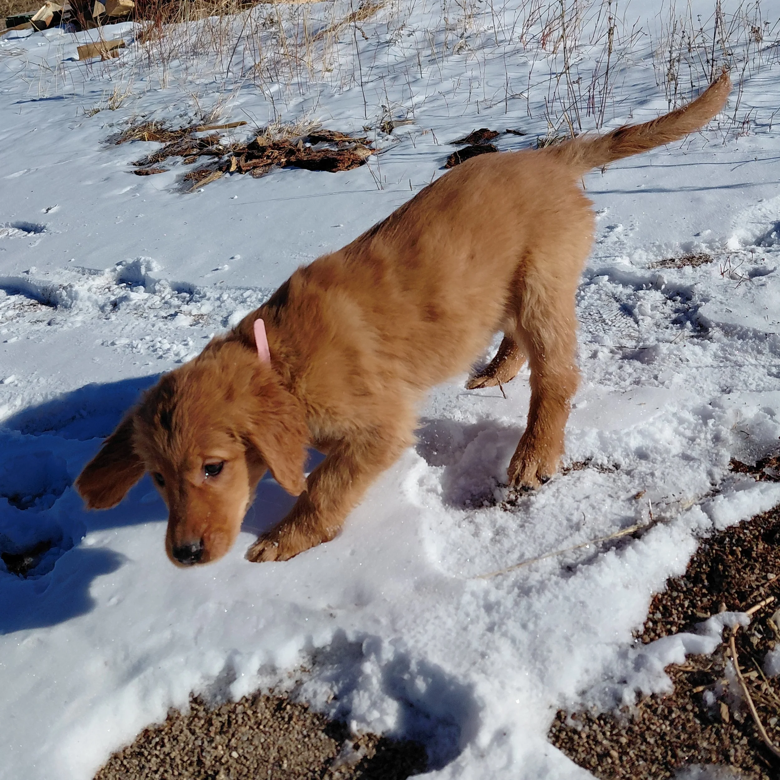 Skye the 9 week old Golden Retriever puppy plays in the fresh snow in front of firewood.