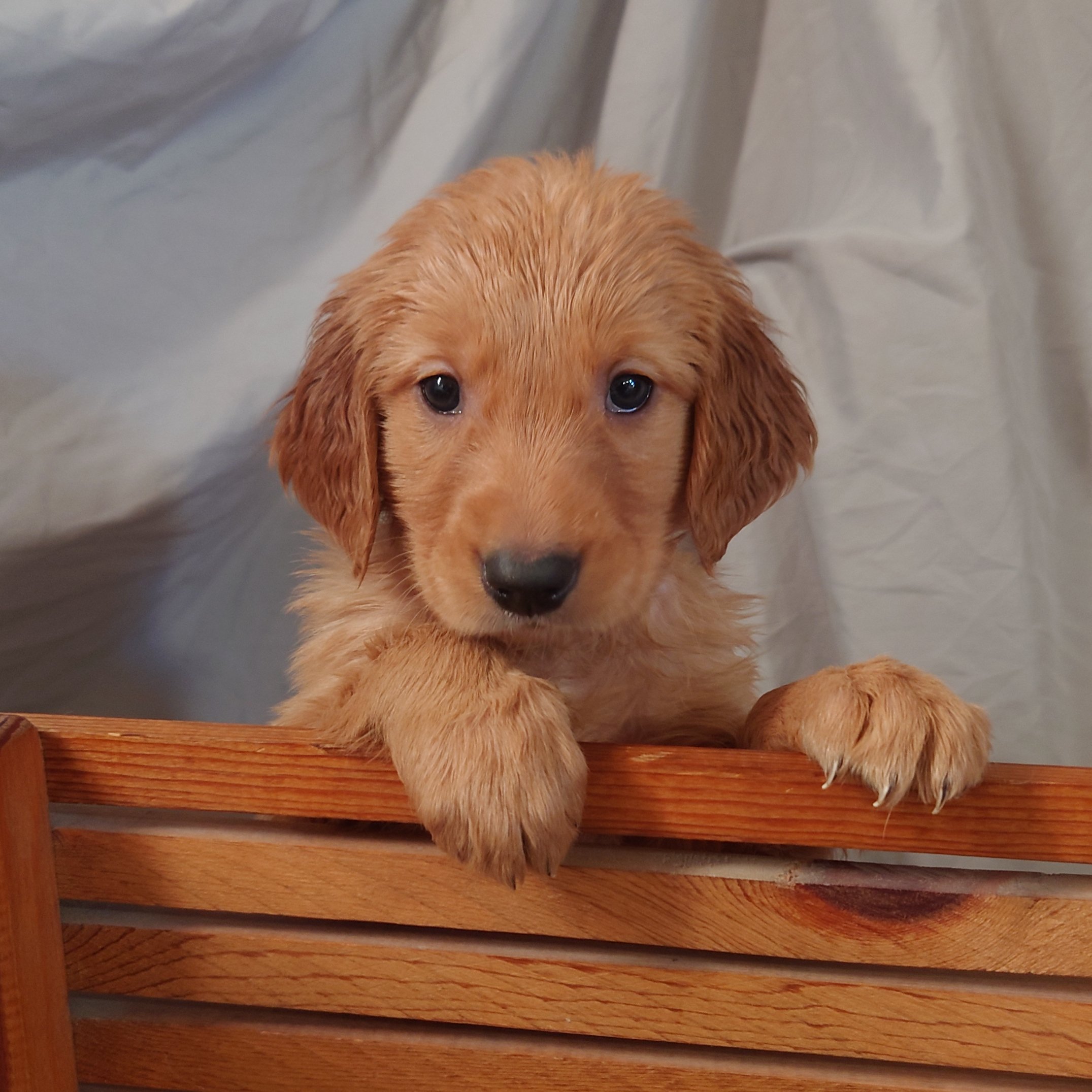 Liberty the 5 week old Golden Retriever poses with her paws on a mini wooden bench.