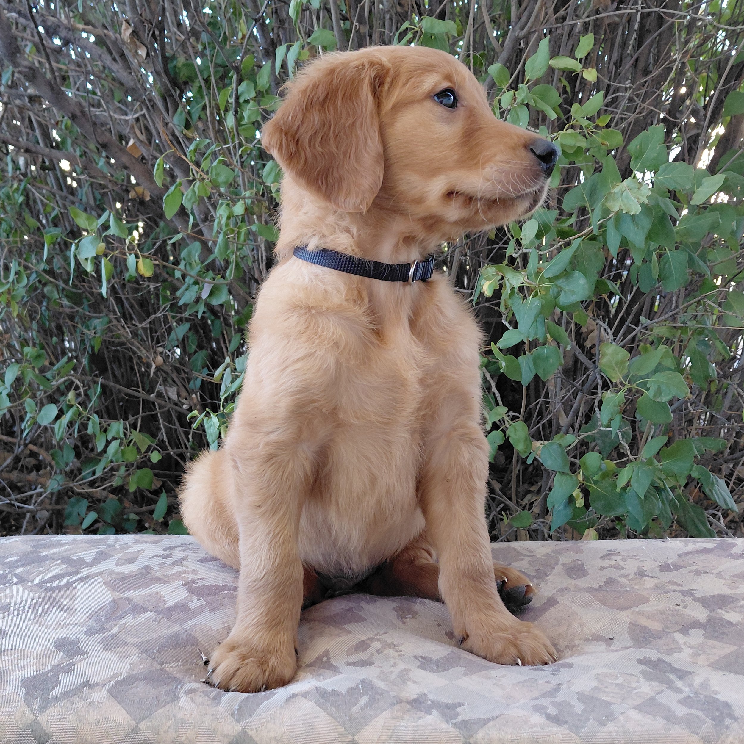 Zuko, the 7 week old Golden Retriever puppy is on a bench in front of a lilac bush.