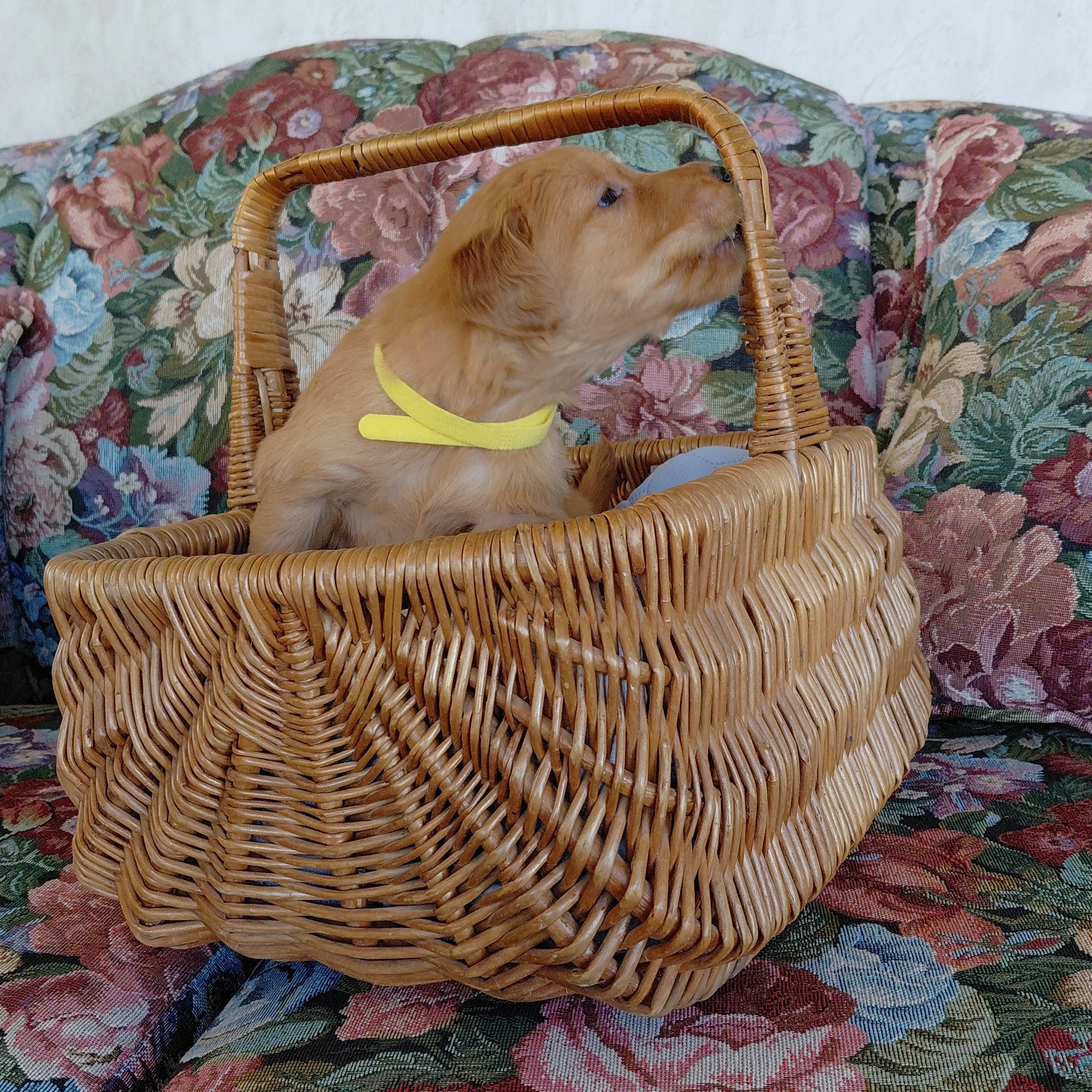 King Bumi, the 4 week old Golden Retriever puppy sits in a basket on a floral couch with a yellow collar.
