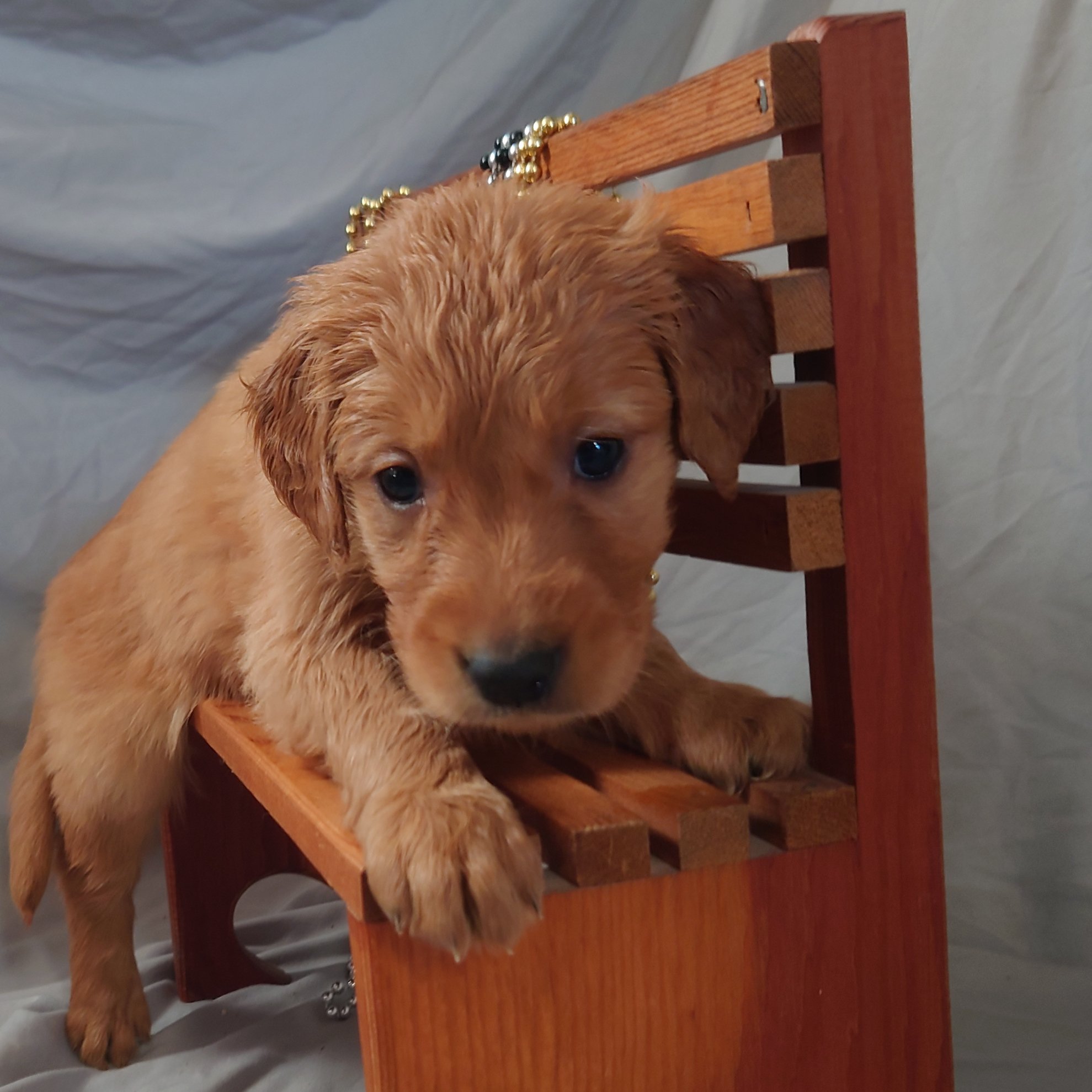 Skye the 5 week old Golden Retriever puppy sits on a mini wooden bench.