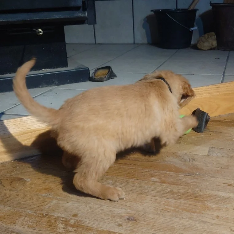 Tracker the 7 week old Golden Retriever puppy plays with a ball on a wooden floor in front of a wood fireplace.