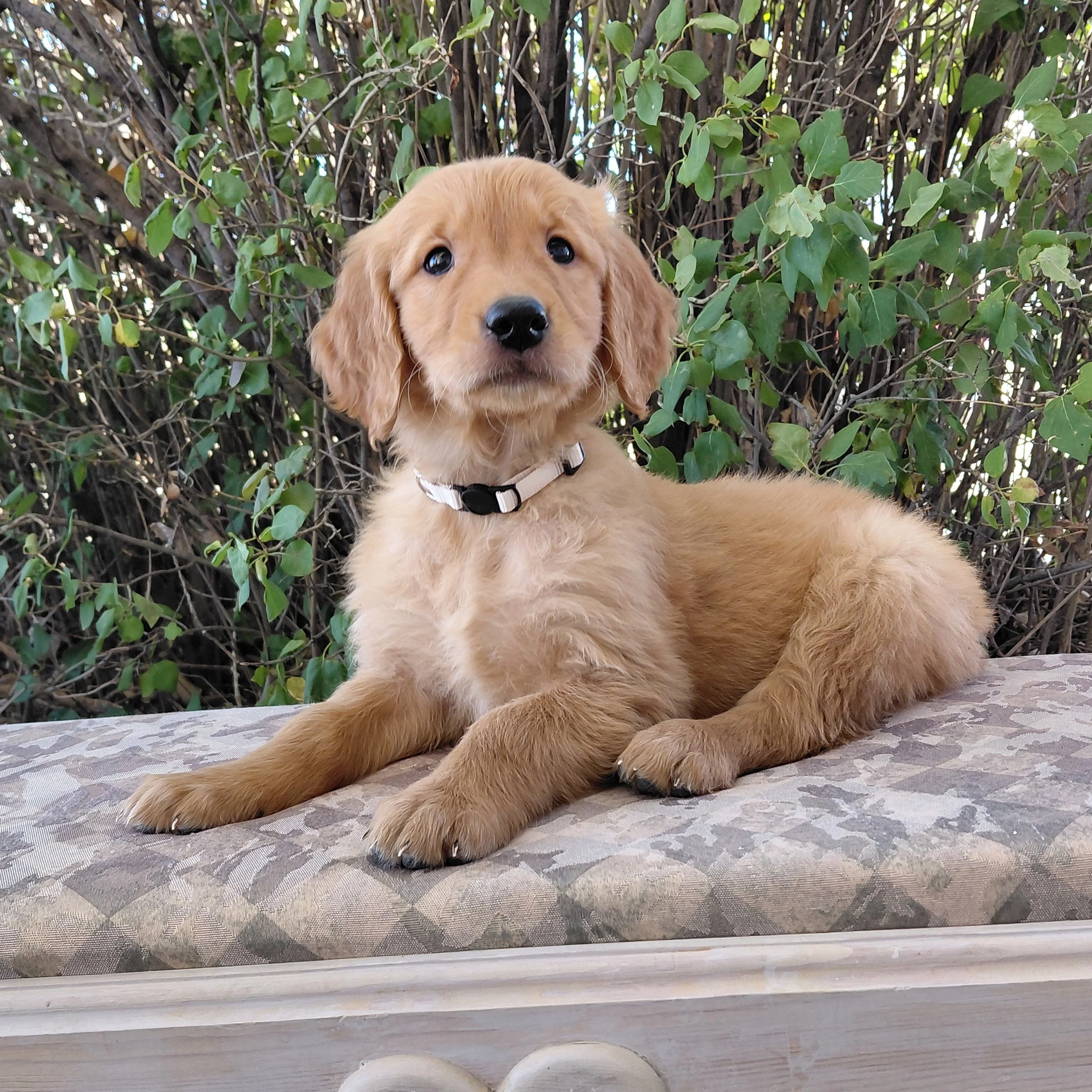 Suki, the 7 week old Golden Retriever puppy is on a wooden bench with a heart in front of lilac leaves.