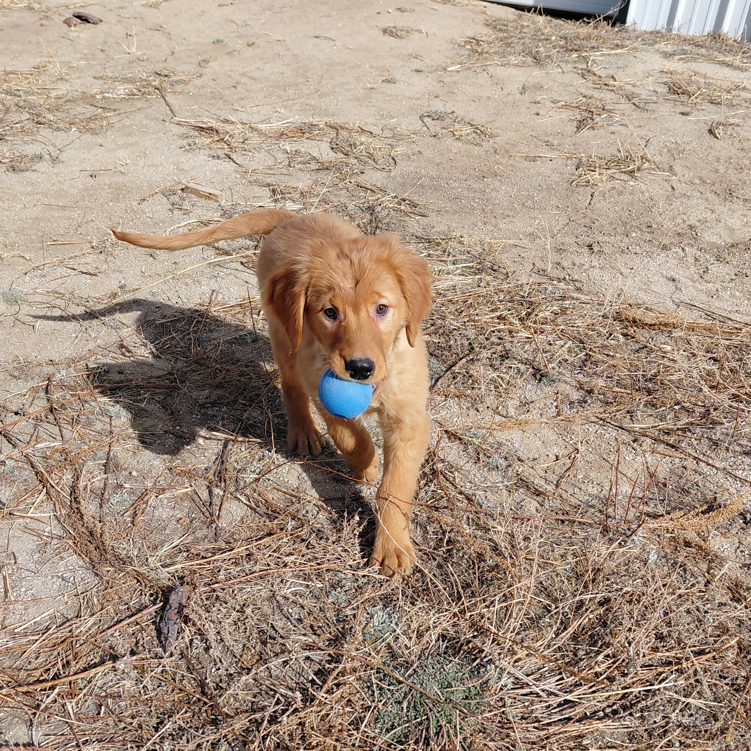 Rubble the 11 week old Golden Retriever puppy playing with a blue ball outside.