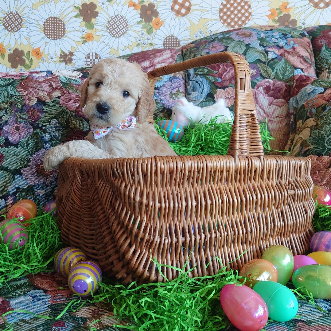 Lumas the 5 week old F1 Goldendoodle puppy sits politely in a basket surrounded by colorful Easter Eggs.