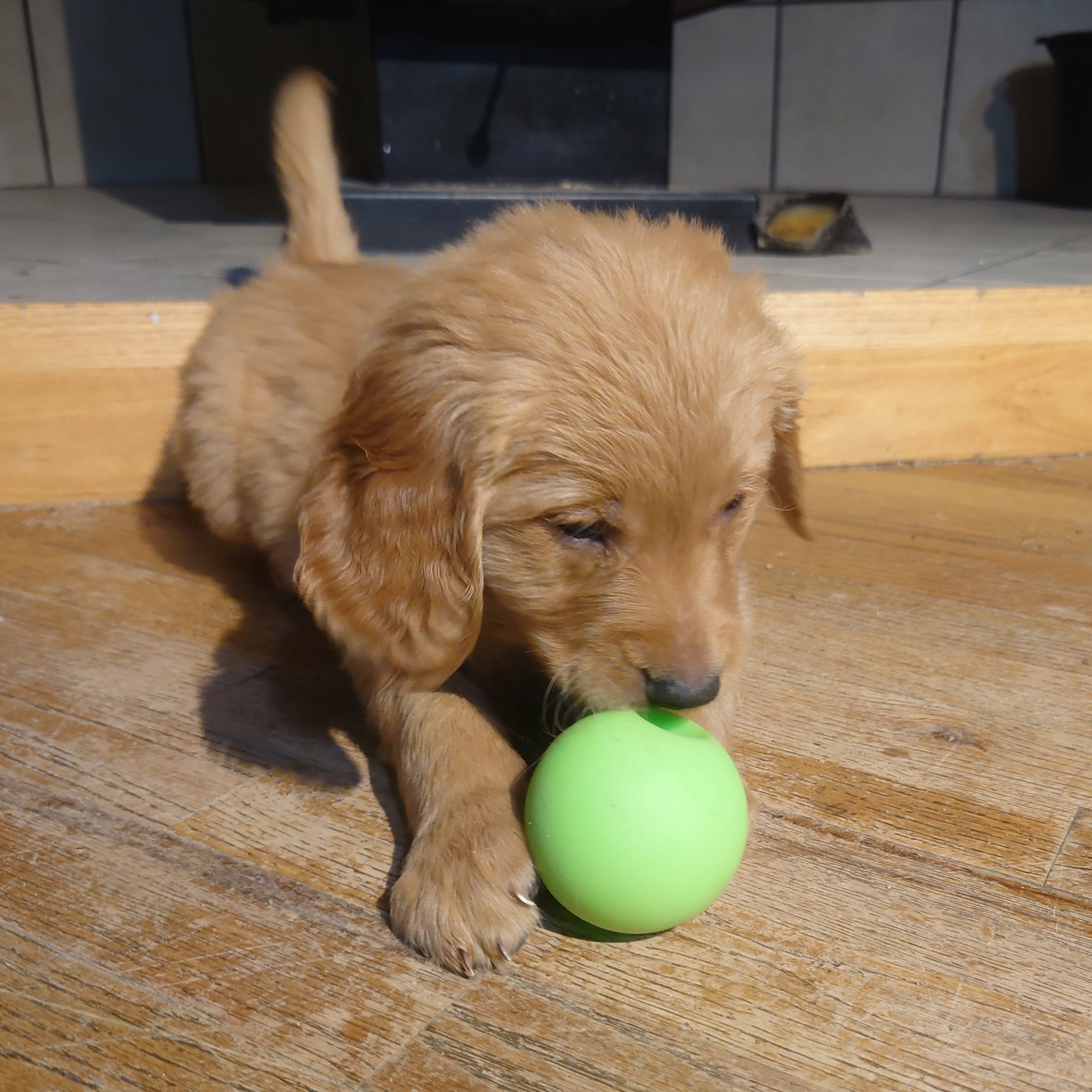 Oaks the 7 week old Golden Retriever puppy plays with a ball on a wooden floor in front of a wood fireplace.