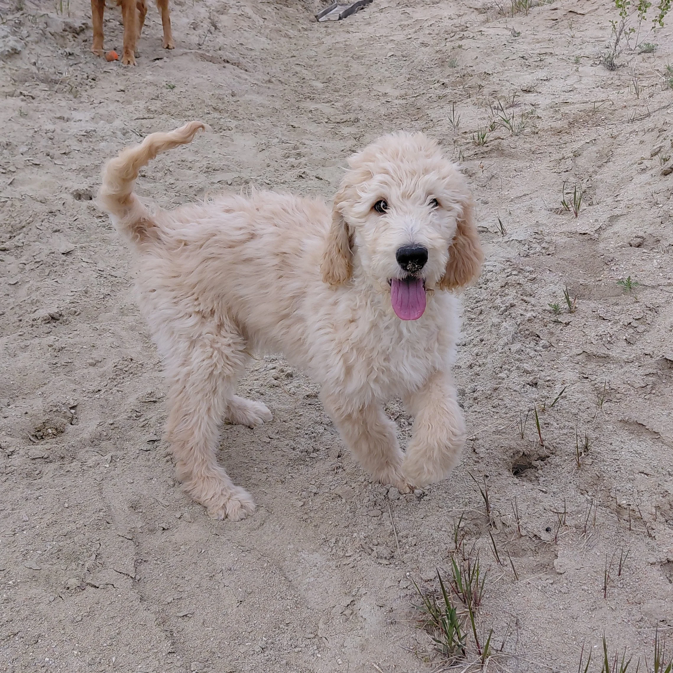 Yoshi the 12 week old F1 Goldendoodle puppy plays in the sand.