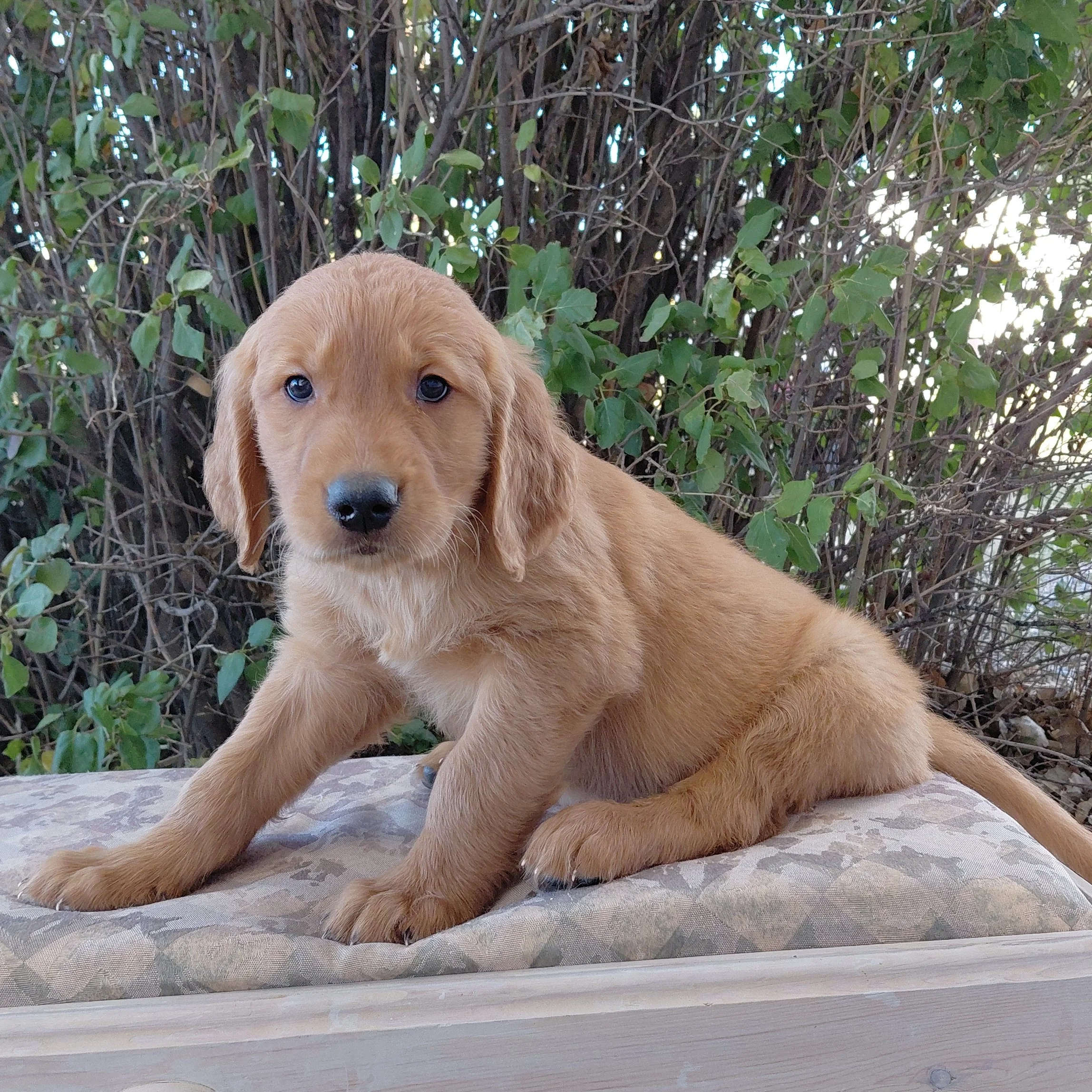 Appa, the 7 week old Golden Retriever puppy is on a bench in front of a lilac bush.