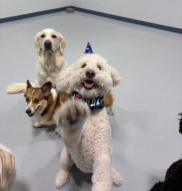 Hudson the goldendoodle enjoys his birthday party with golden retriever and corgi friends.