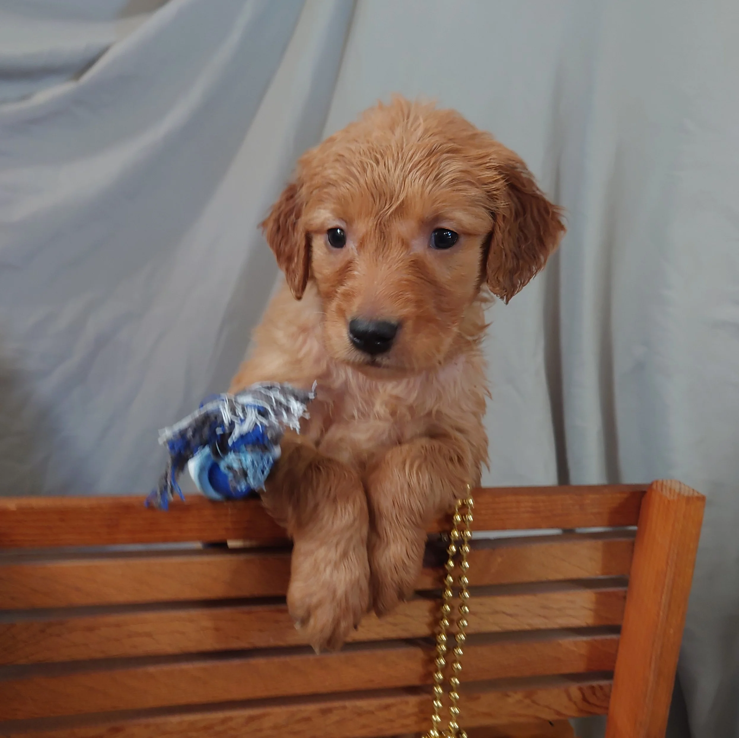 Rocky the 5 week old Golden Retriever poses with his paws over a wooden bench with his rope toy.