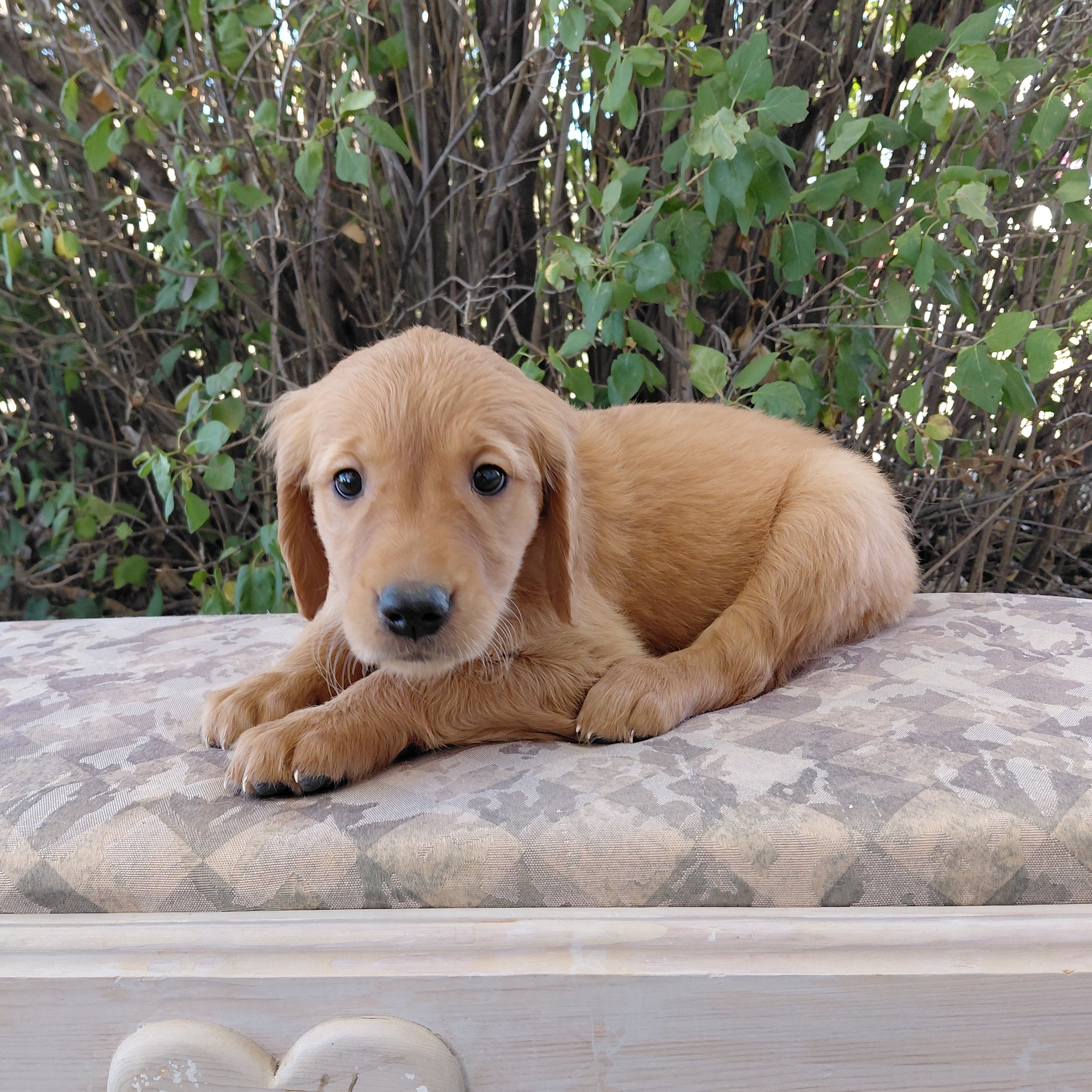 Toph, the 7 week old Golden Retriever puppy is on a bench in front of a lilac bush.