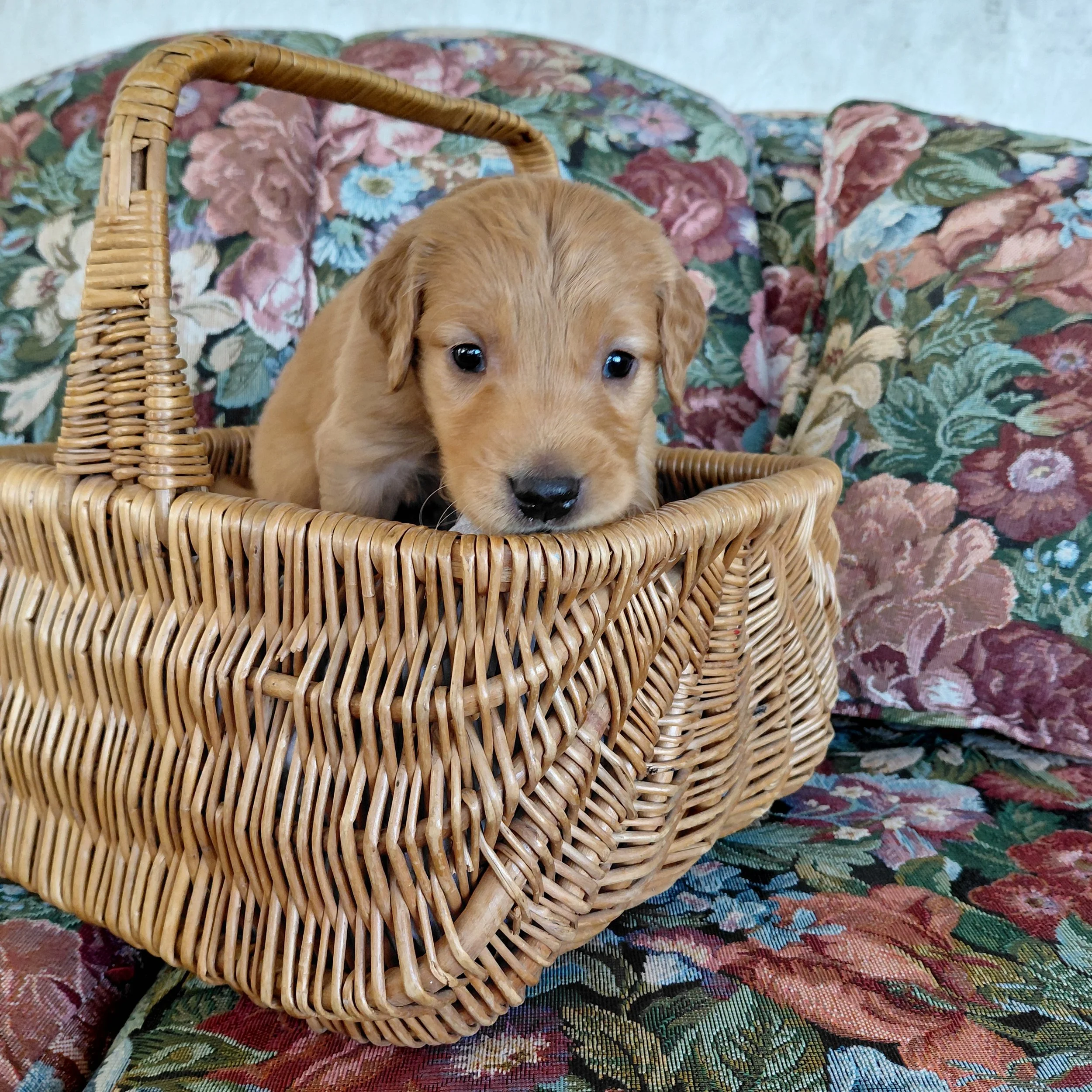 Zuko, the 4 week old Golden Retriever puppy sits in a basket on a floral couch with a black collar.