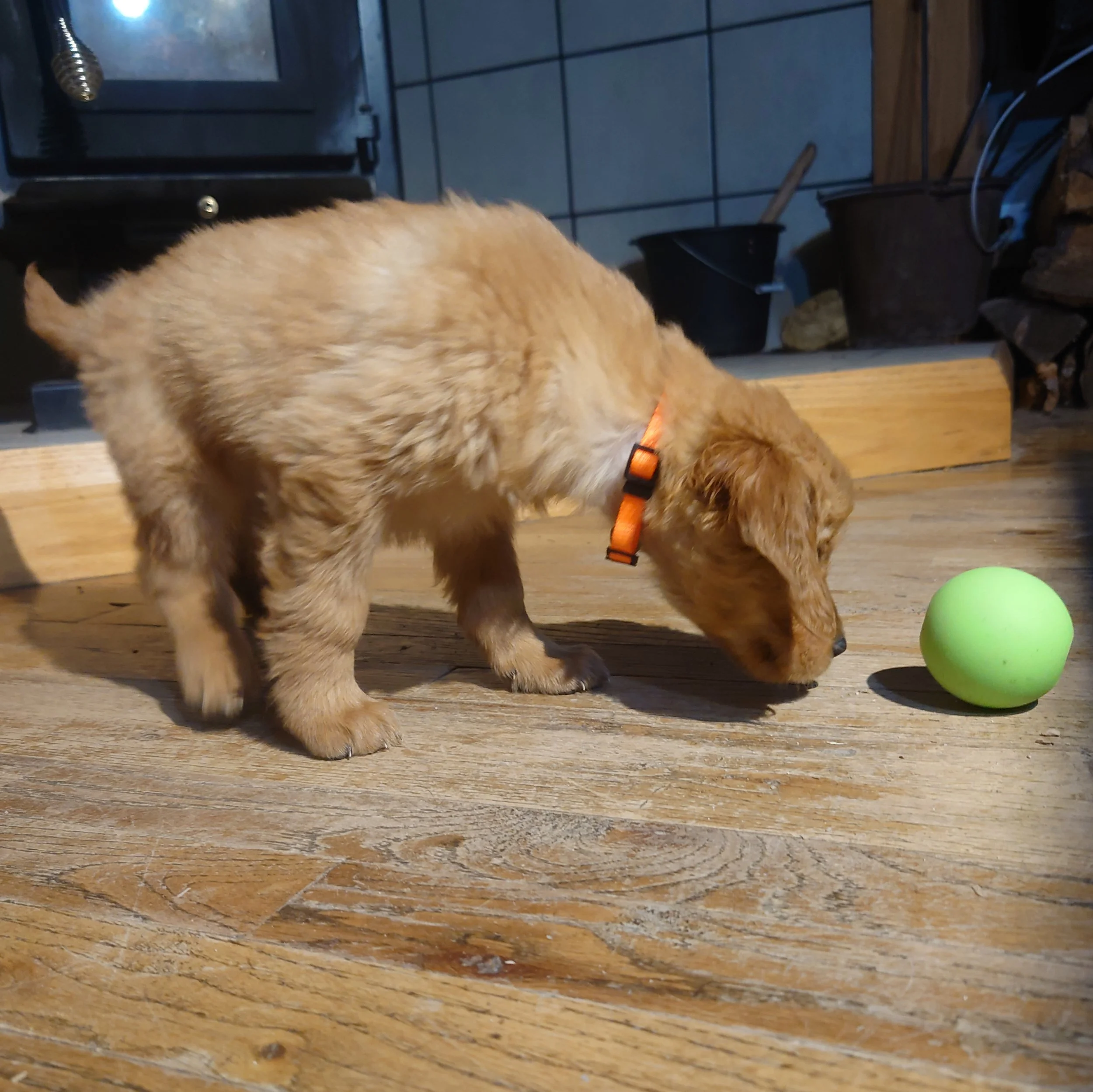 Zuma the 7 week old Golden Retriever puppy plays with a ball on a wooden floor in front of a wood fireplace.