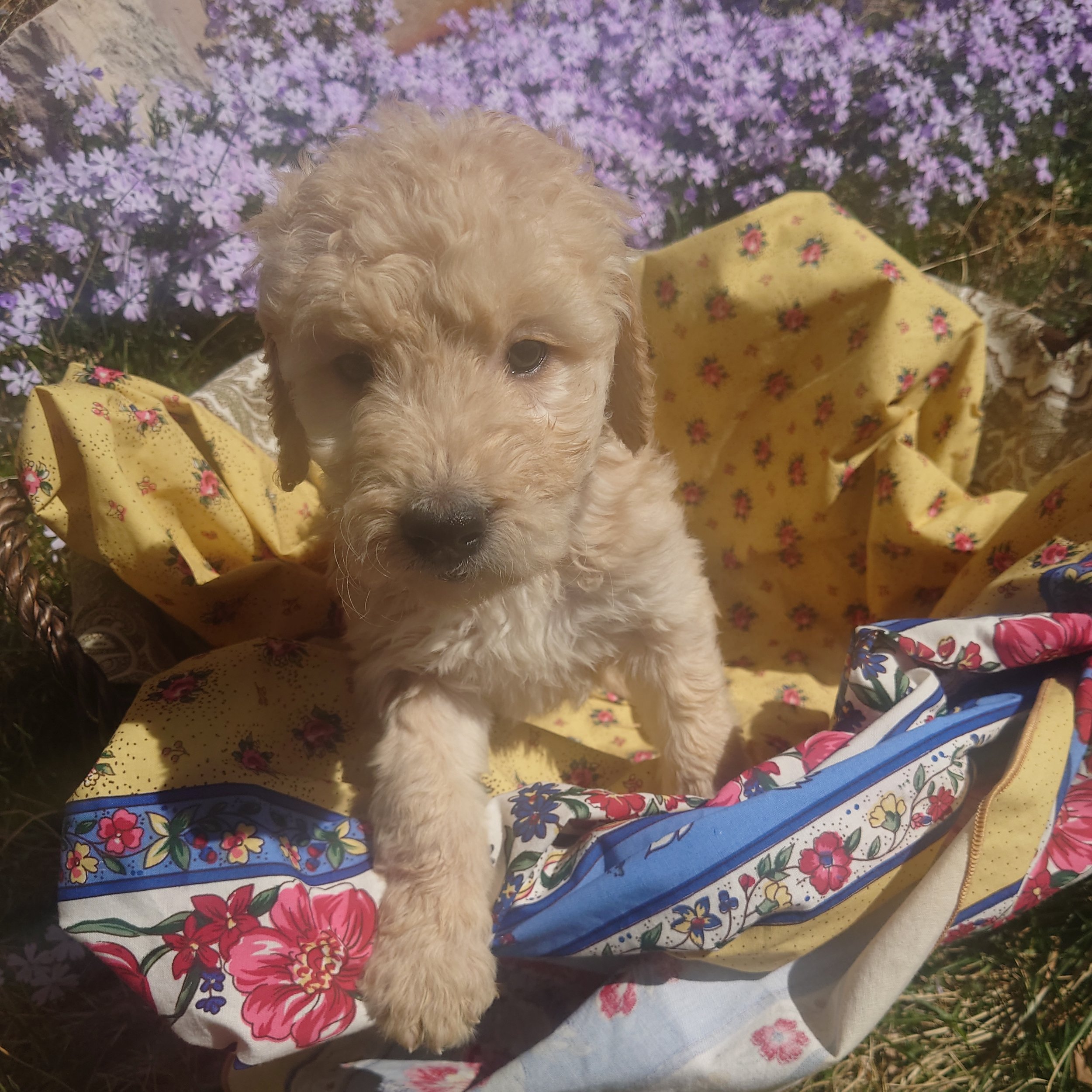 Lumas the 6 week old F1 Goldendoodle puppy stands at the edge of a basket surrounded by purple phlox flowers.