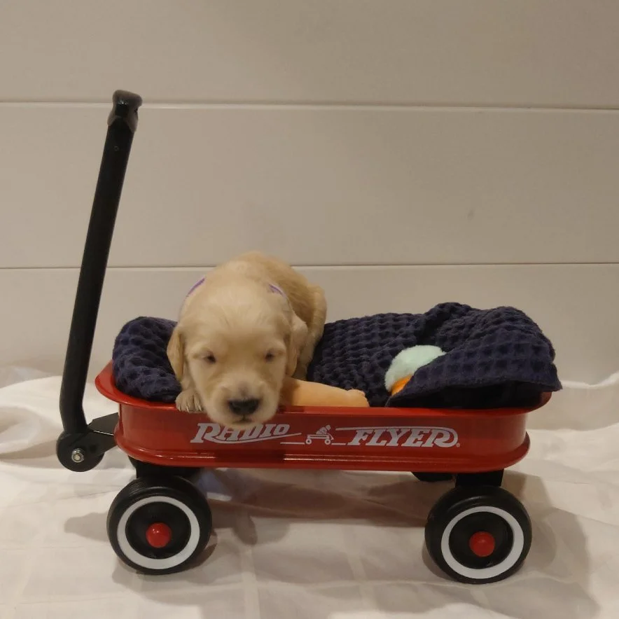 Rosalina the 12 day old F1 Goldendoodle puppy lays in a small radio flyer wagon.