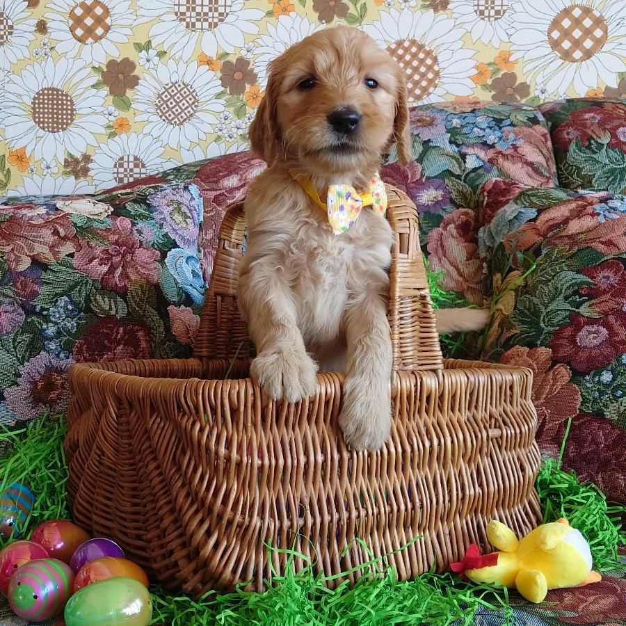 Daisy the 5 week old F1 Goldendoodle puppy sits politely in a basket surrounded by colorful Easter Eggs.