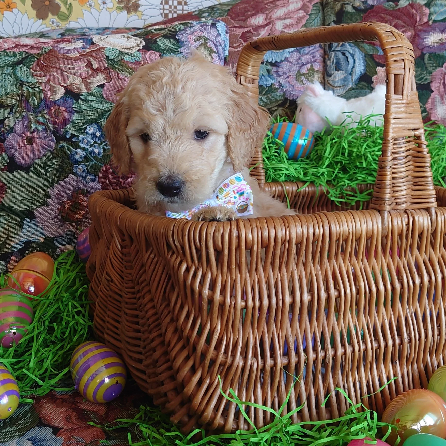 Lumas the 5 week old F1 Goldendoodle puppy sits politely in a basket surrounded by colorful Easter Eggs.