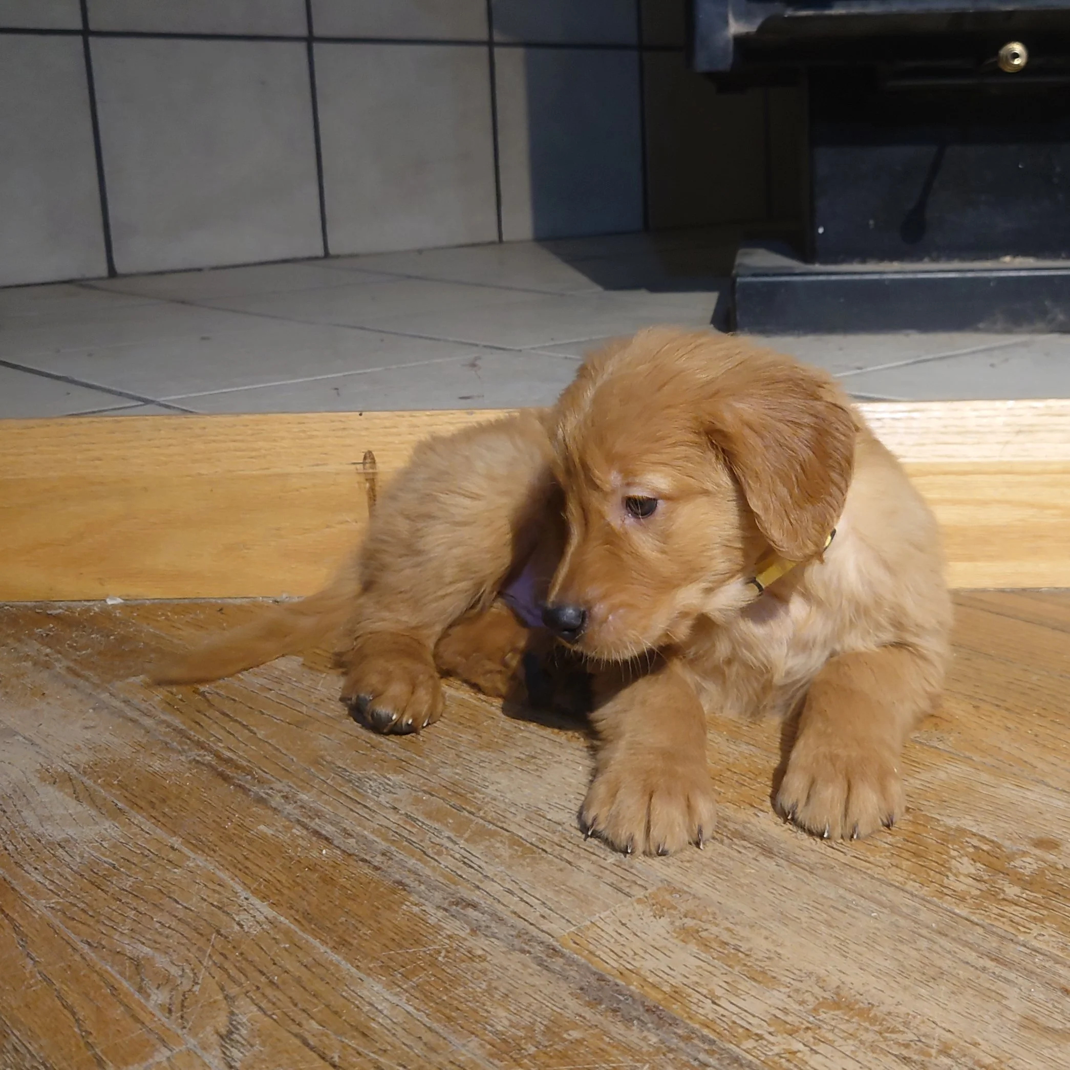 Rubble the 7 week old Golden Retriever puppy lays on a wooden floor in front of a wood fireplace.
