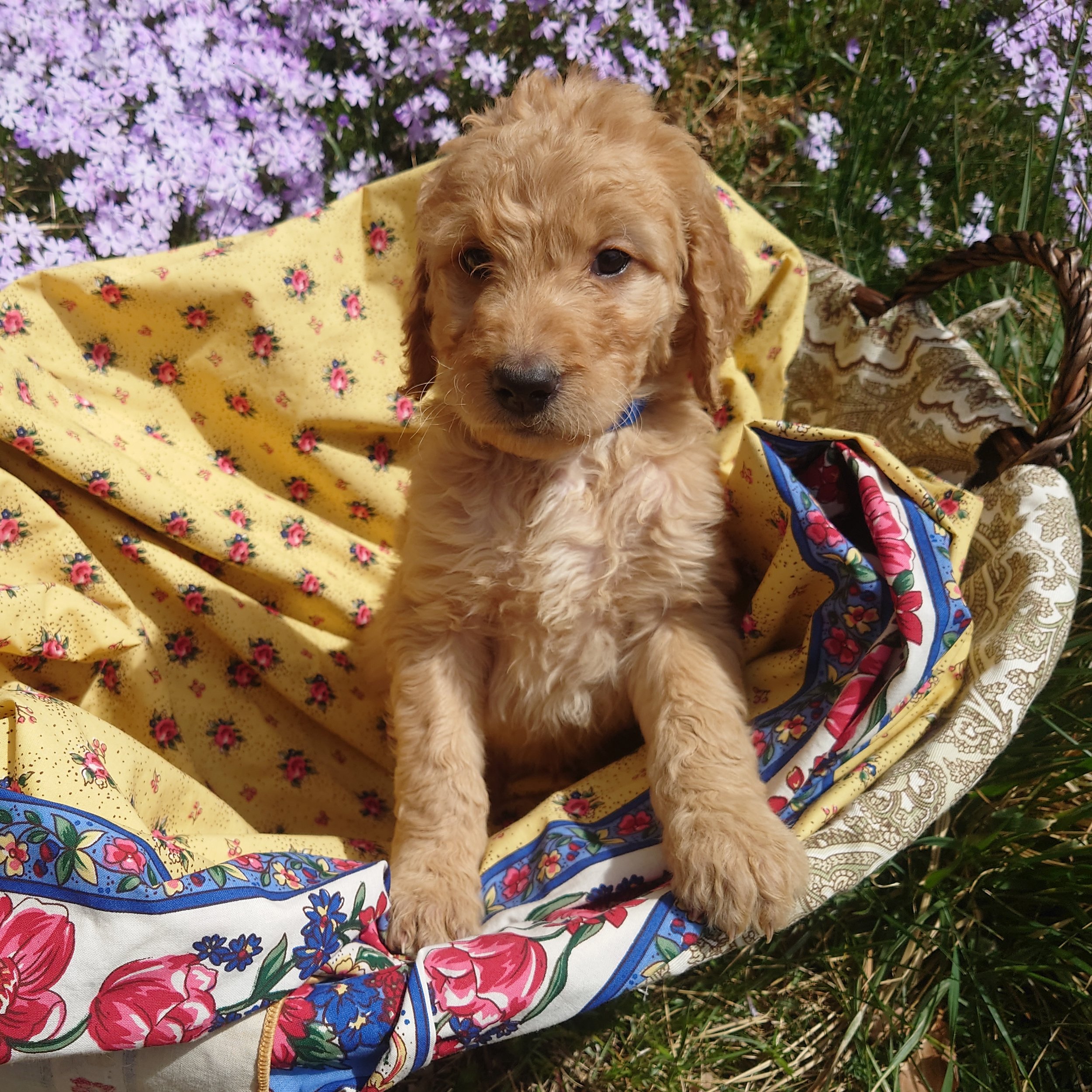Mario the 6 week old F1 Goldendoodle puppy stands at the edge of a basket surrounded by purple phlox flowers.