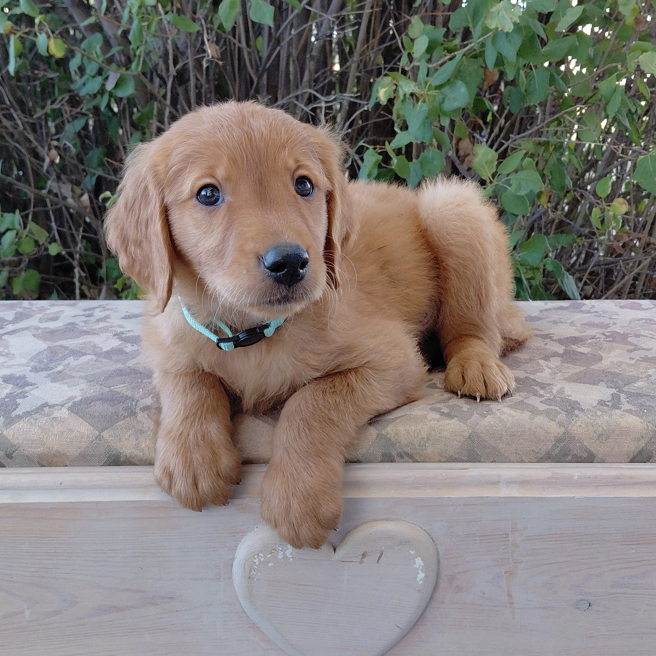 Aang, the 7 week old Golden Retriever puppy is on a bench in front of a lilac bush.