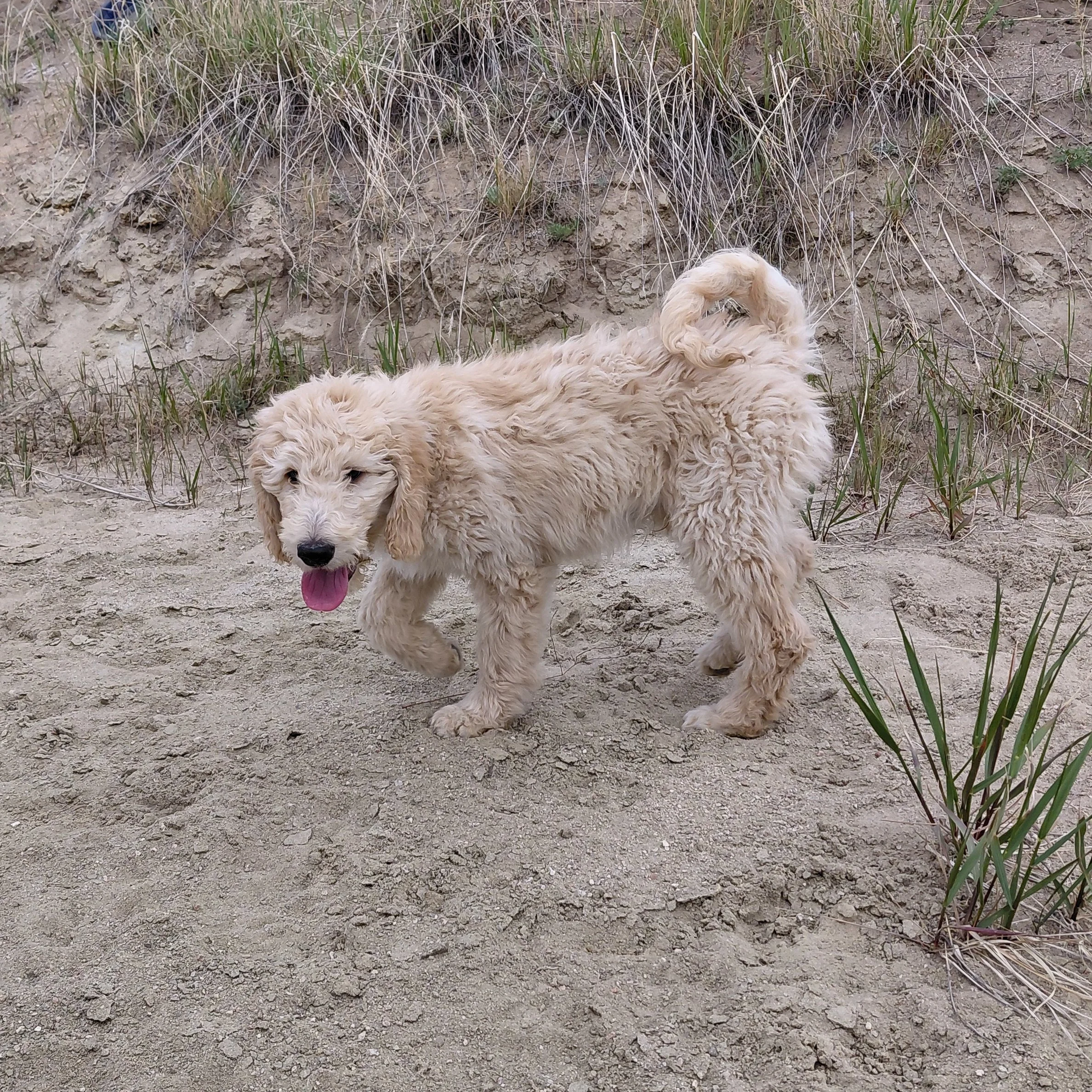 Yoshi the 12 week old F1 Goldendoodle puppy plays in the sand.