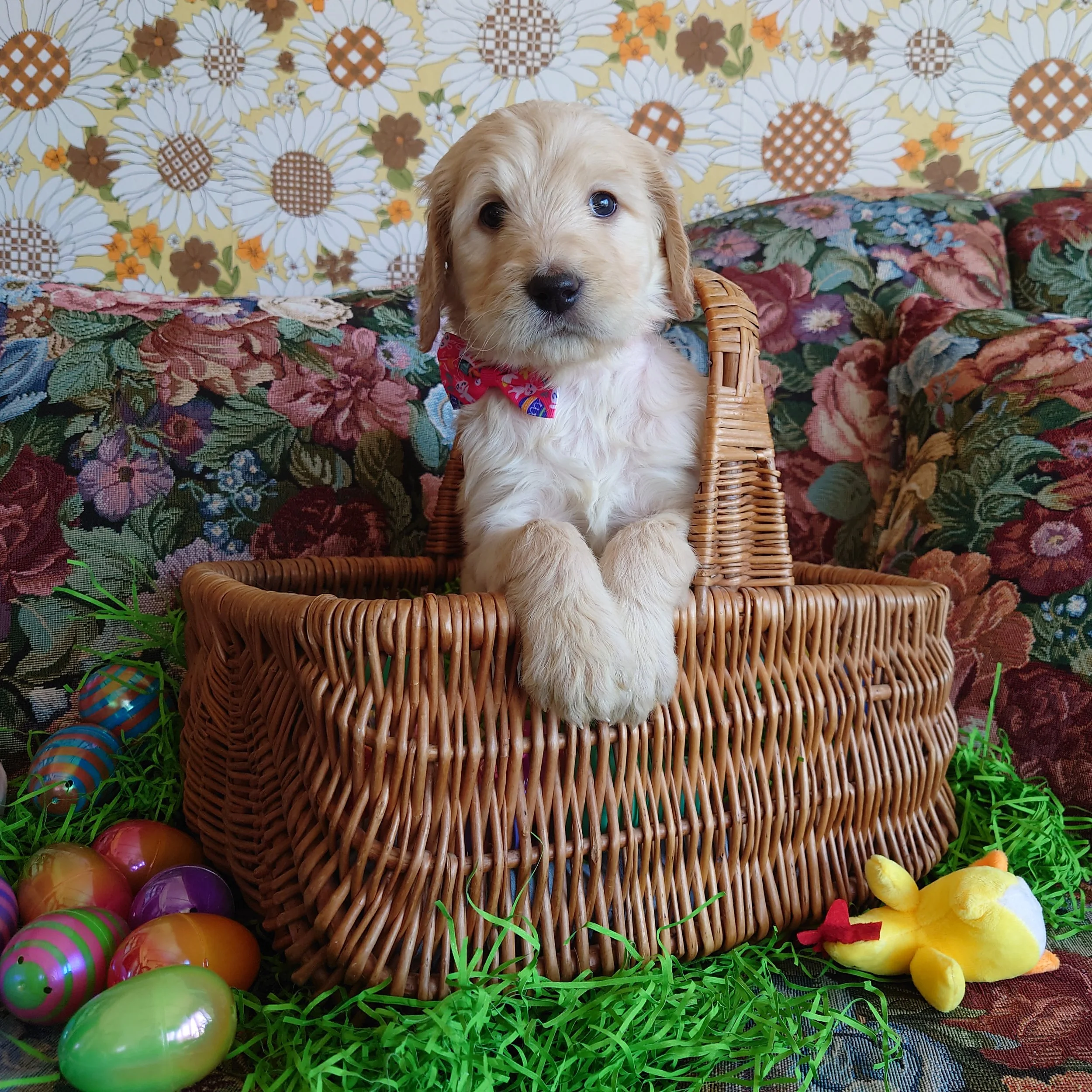 Peach the 5 week old F1 Goldendoodle puppy sits politely in a basket surrounded by colorful Easter Eggs.