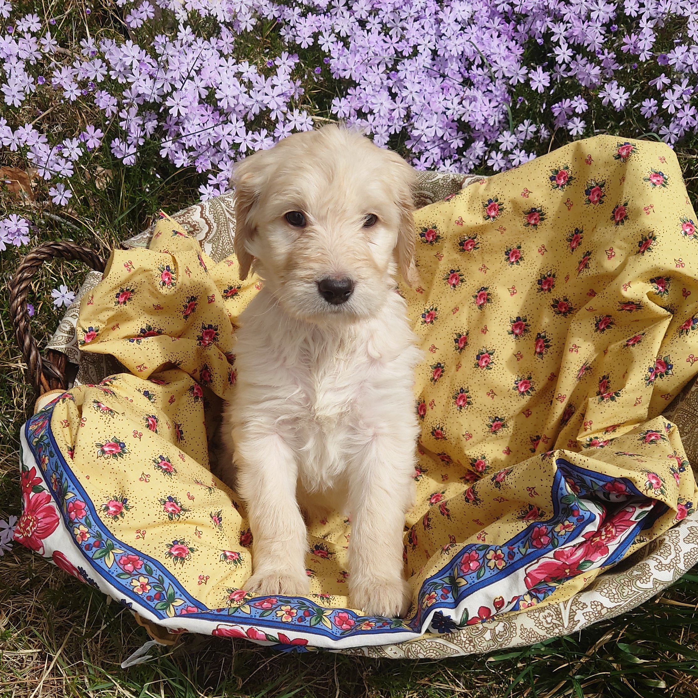 Peach the 6 week old F1 Goldendoodle puppy sits politely in a basket surrounded by purple phlox flowers.