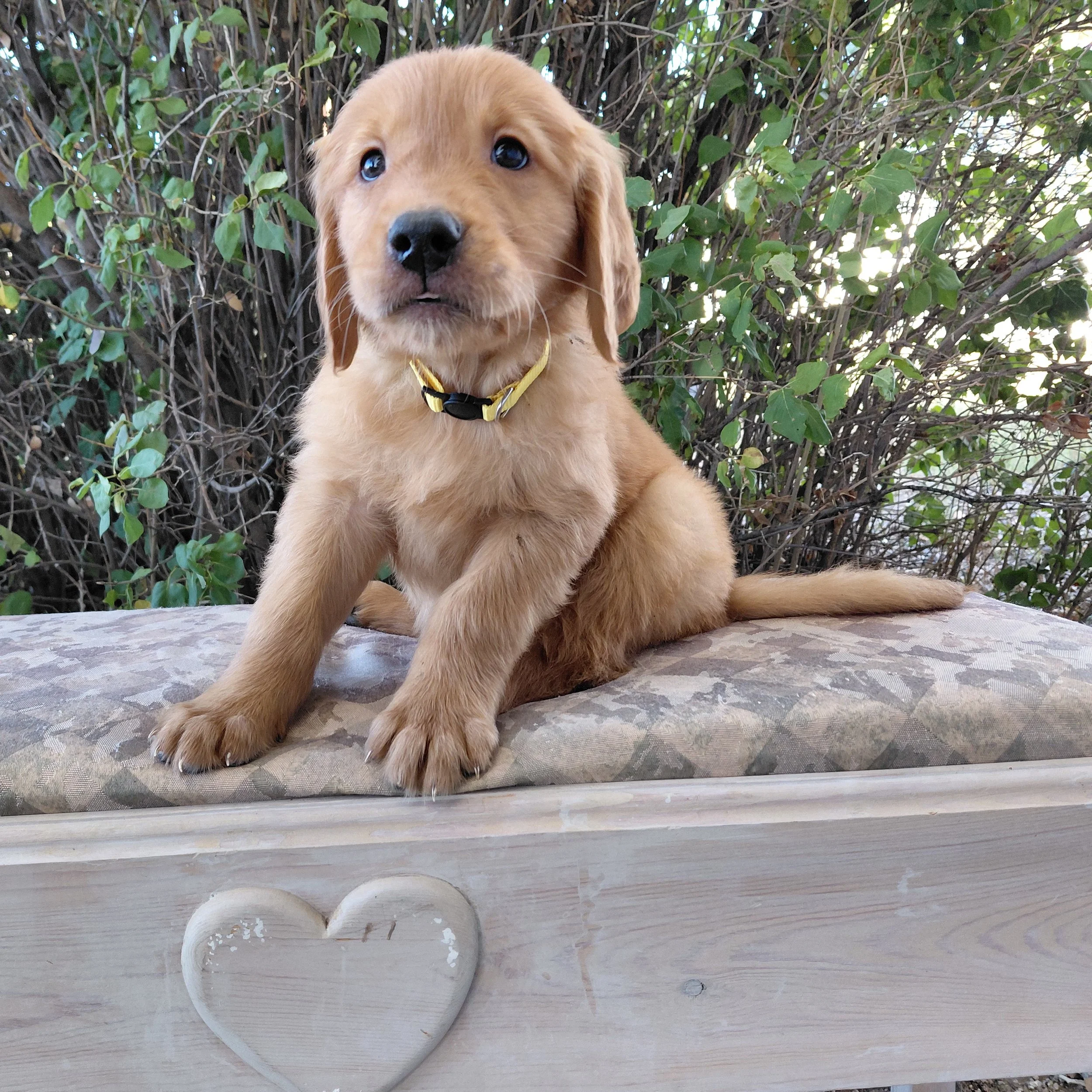 King Bumi, the 7 week old Golden Retriever puppy is on a bench in front of a lilac bush.