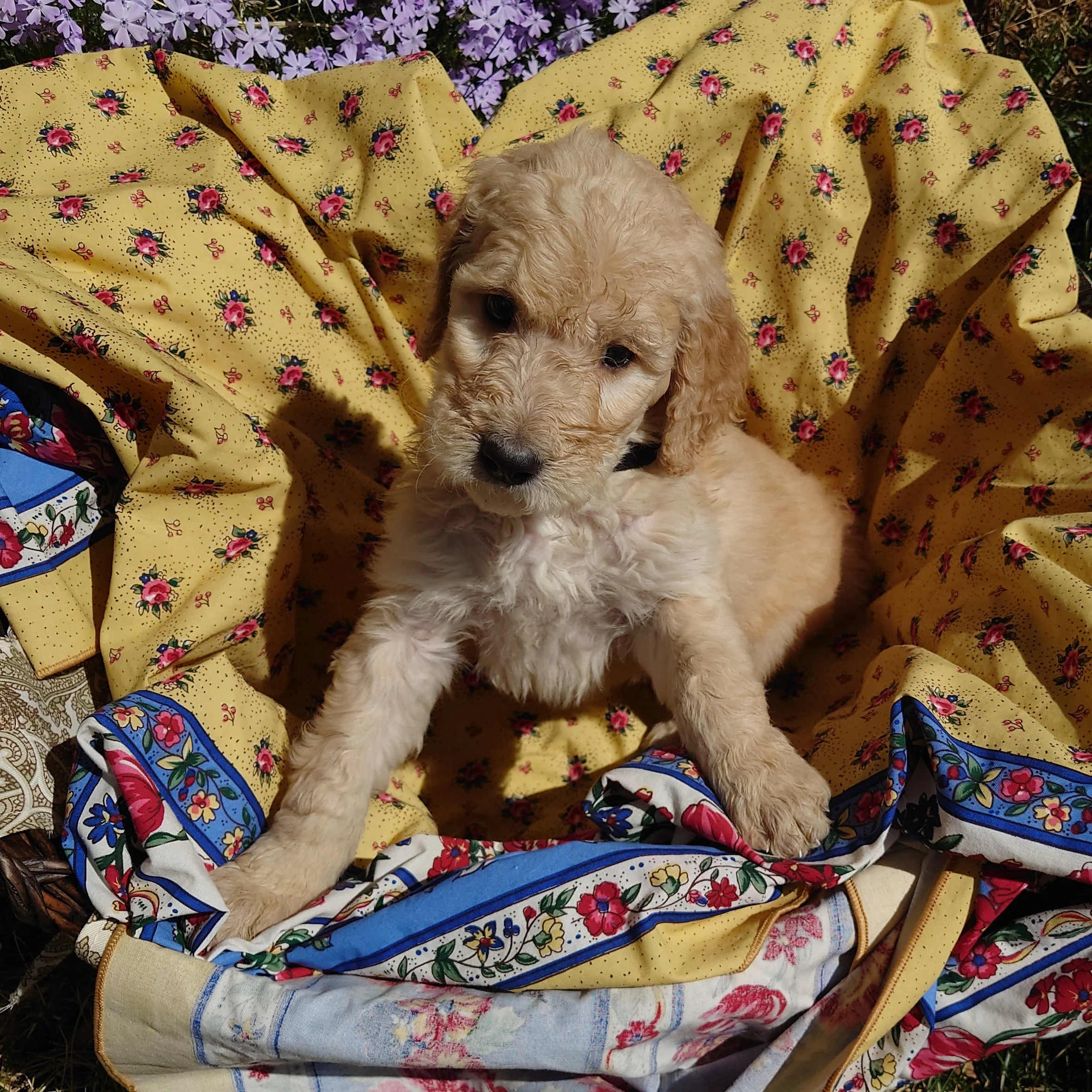 Yoshi the 6 week old F1 Goldendoodle puppy  sits in a basket surrounded by purple phlox flowers.