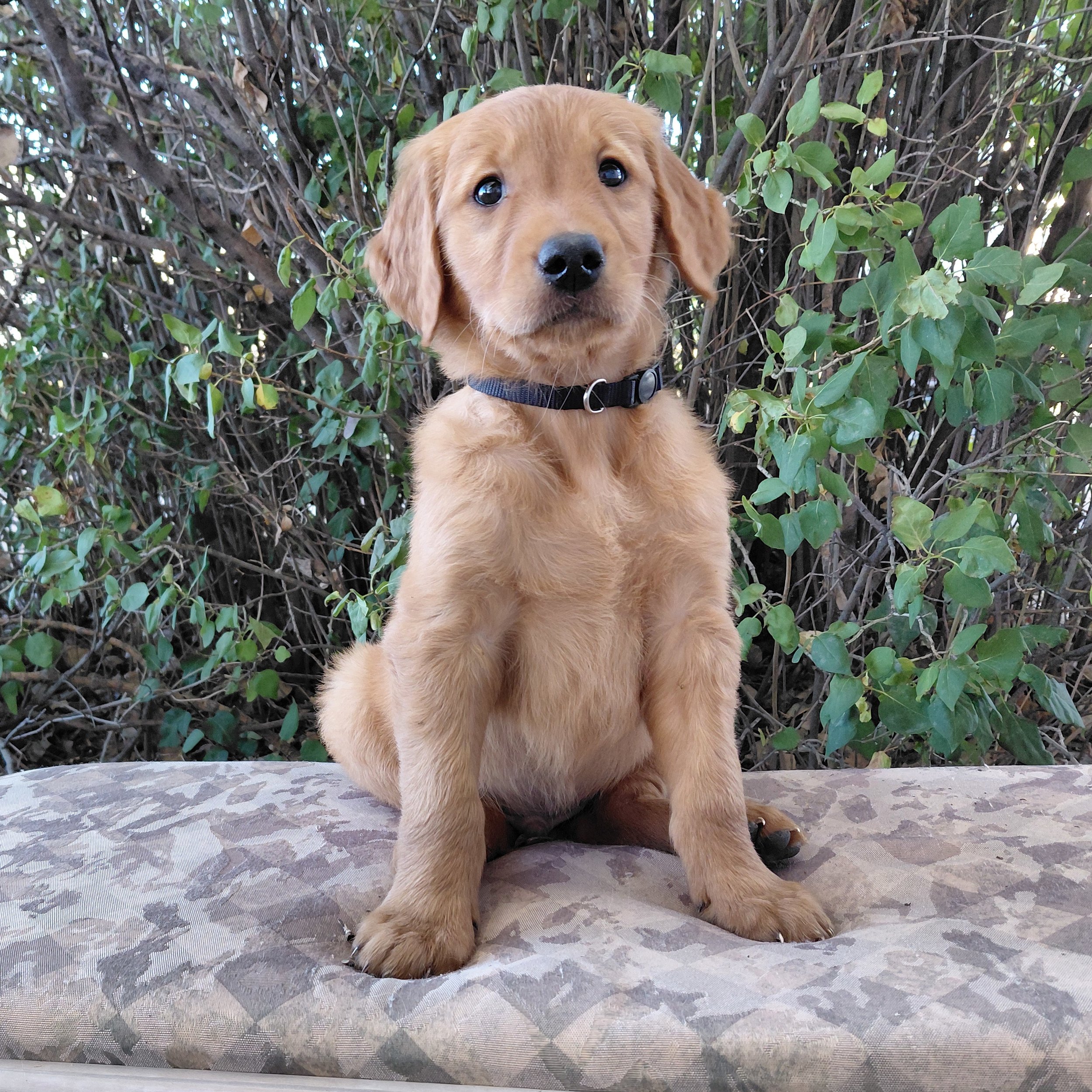 Zuko, the 7 week old Golden Retriever puppy is on a bench in front of a lilac bush.