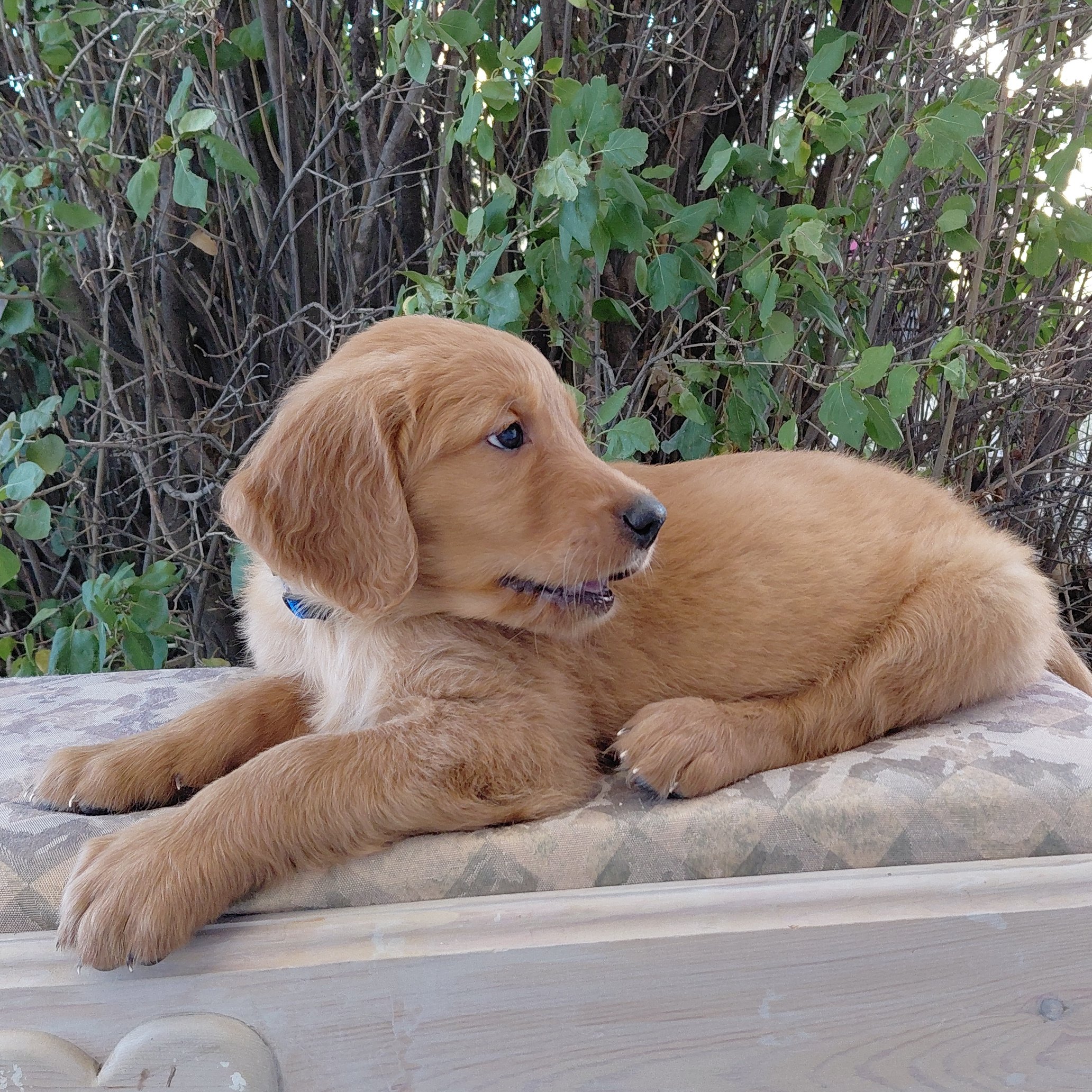 Appa, the 7 week old Golden Retriever puppy is on a bench in front of a lilac bush.