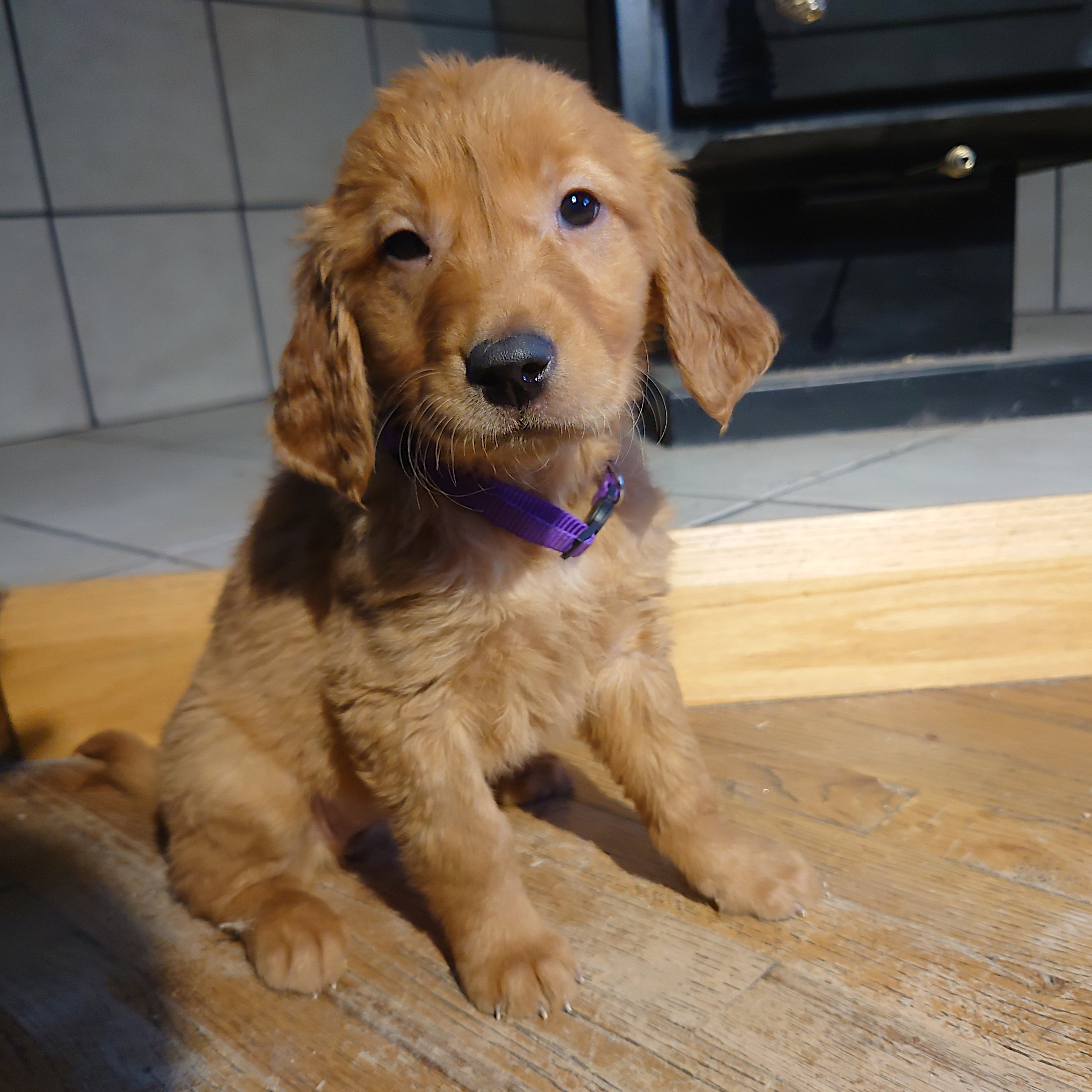 Roxi the 7 week old Golden Retriever puppy sits on a wooden floor in front of a wood fireplace.