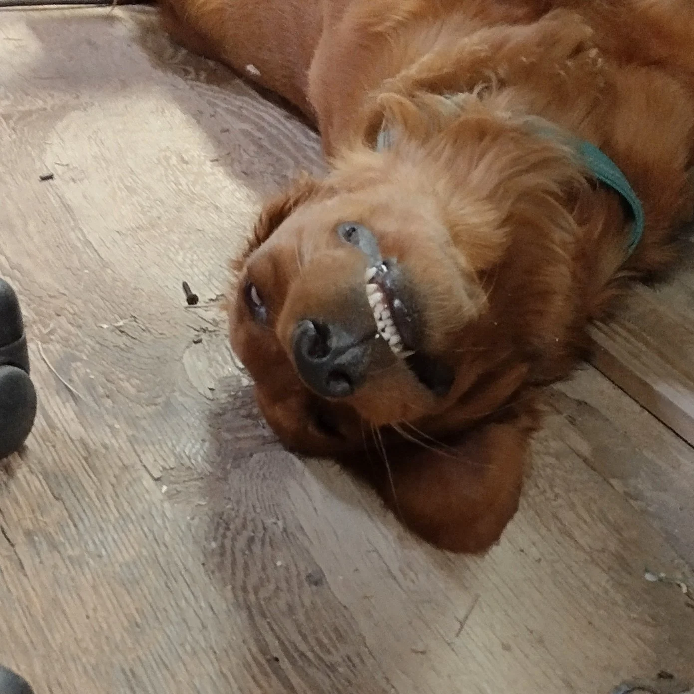 phoebe_golden_retriever_13.jpg