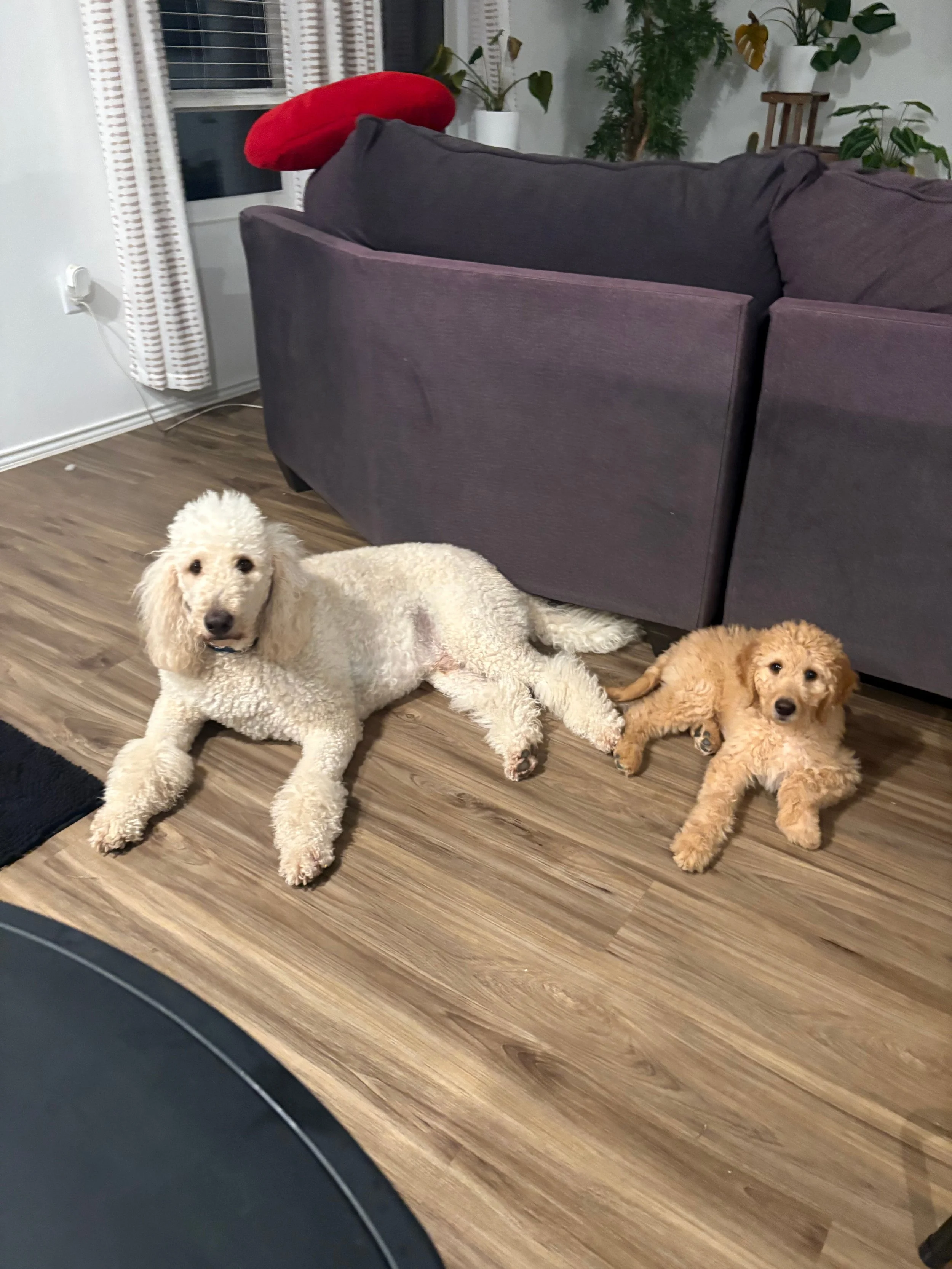 Simba and Clifford the Goldendoodles lay together on the floor