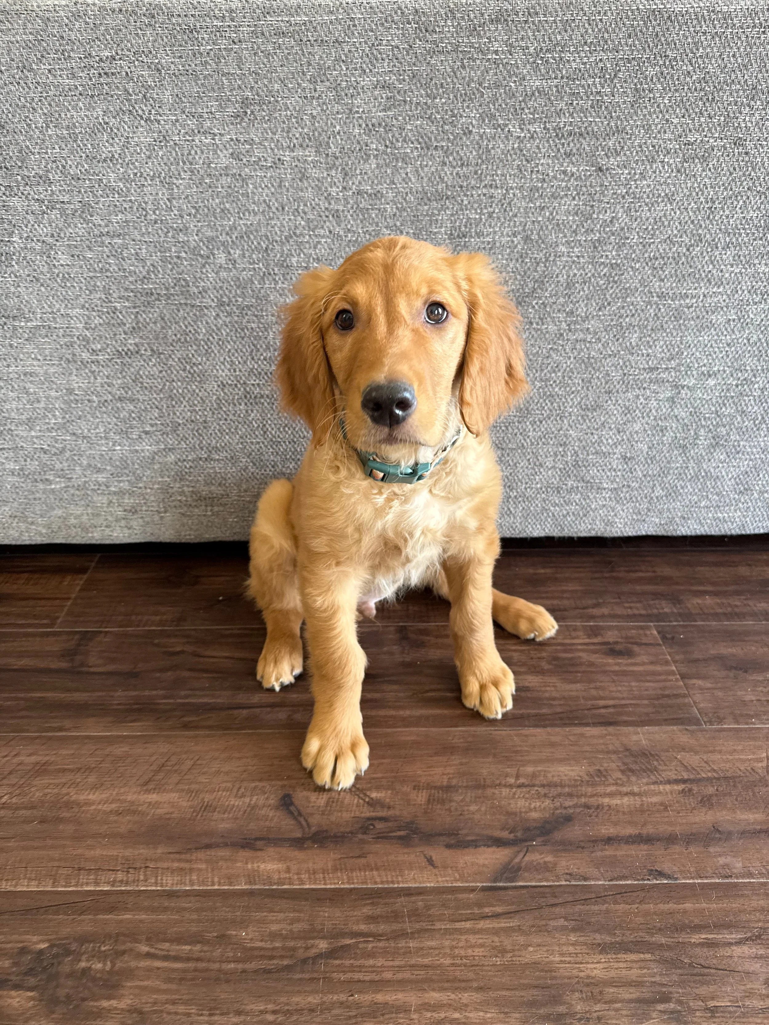 Bucky the golden retriever looks lovingly at the camera.