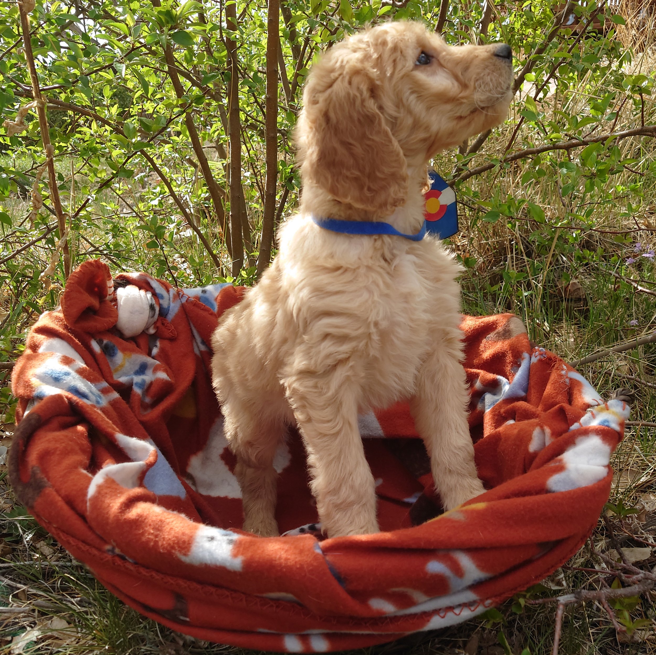 7 week old Mario the F1 Goldendoodle puppy sits paws on the edge of a basket with a fleece blanket. 