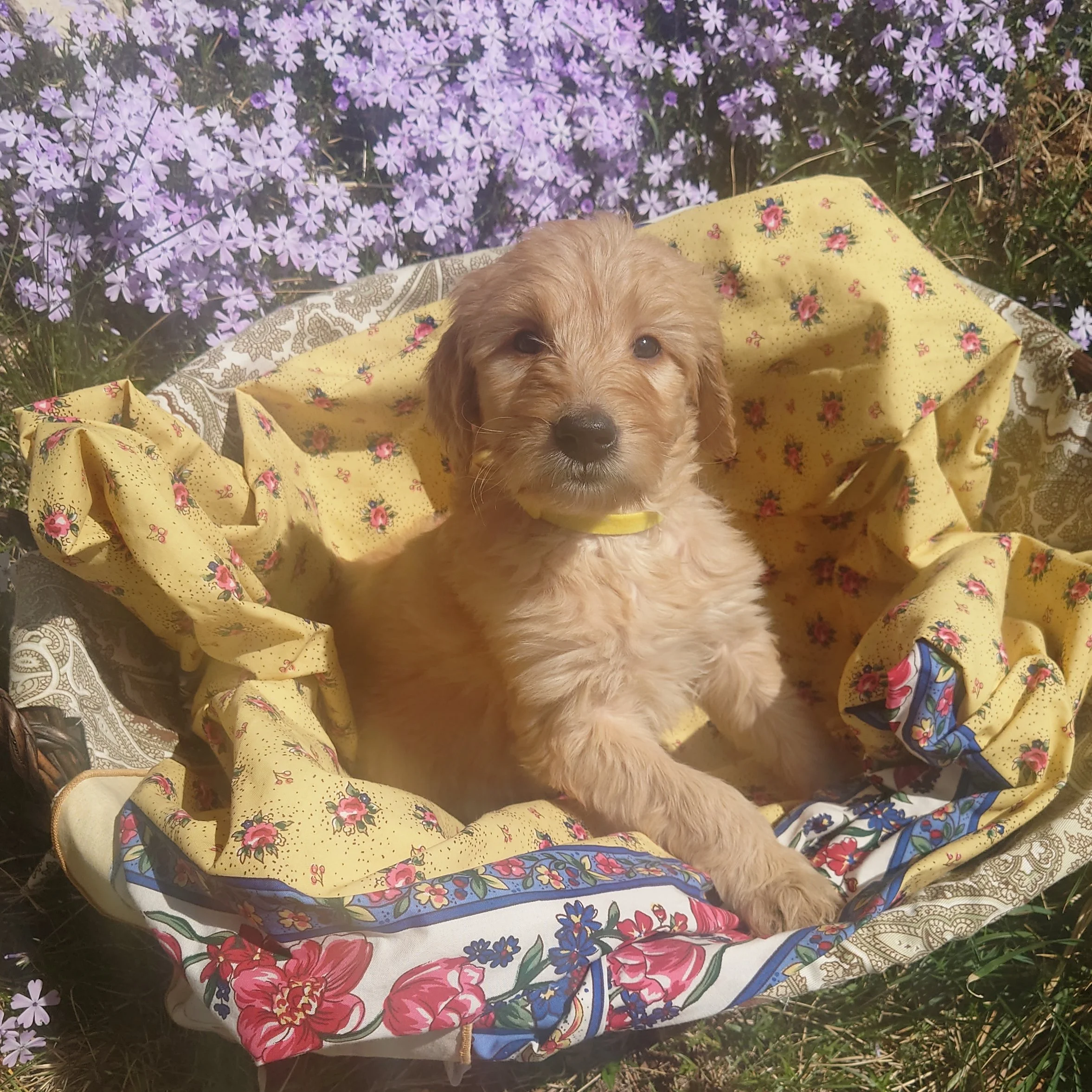Daisy the 6 week old F1 Goldendoodle puppy sits politely in a basket surrounded by purple phlox flowers.