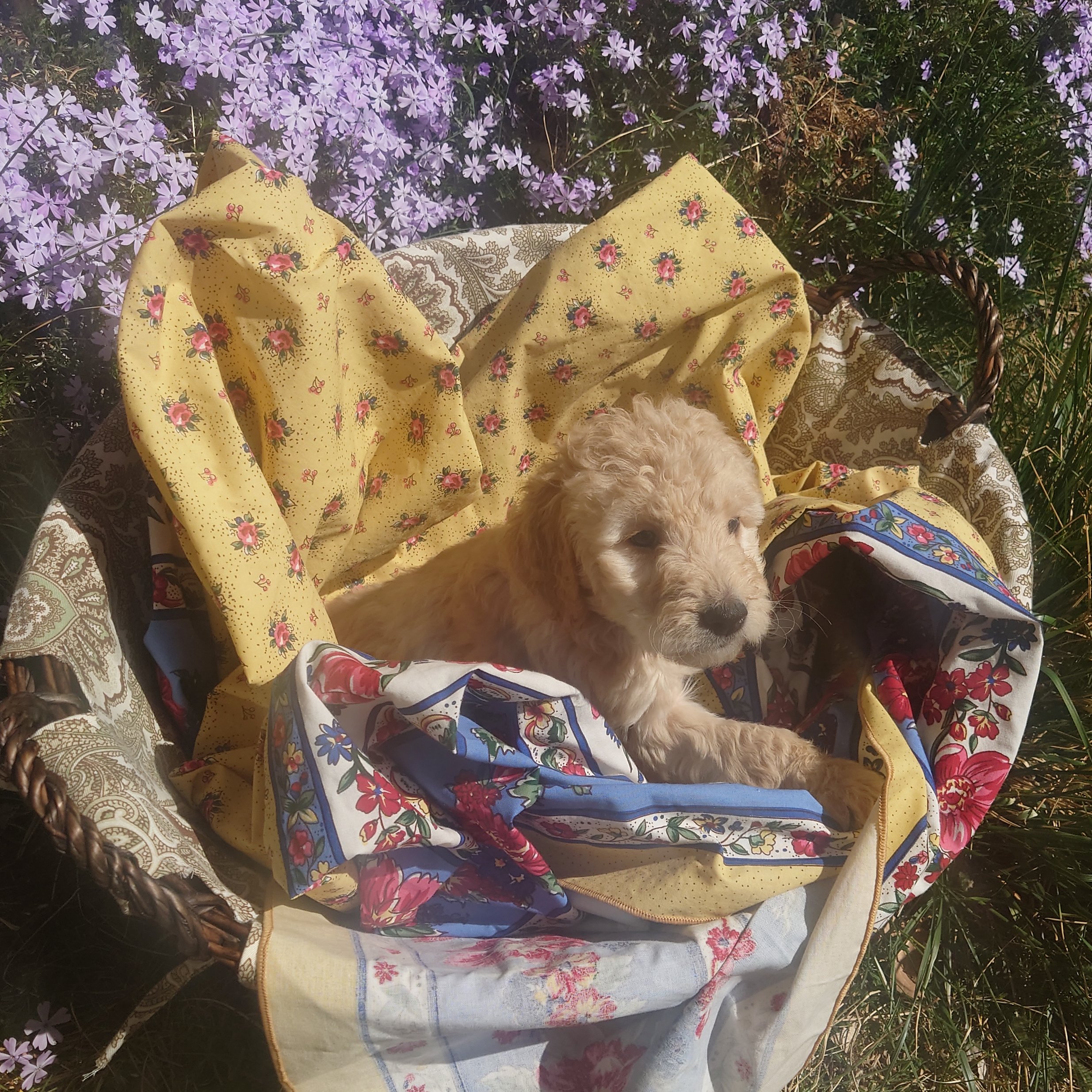 Lumas the 6 week old F1 Goldendoodle puppy sits politely in a basket surrounded by purple phlox flowers.