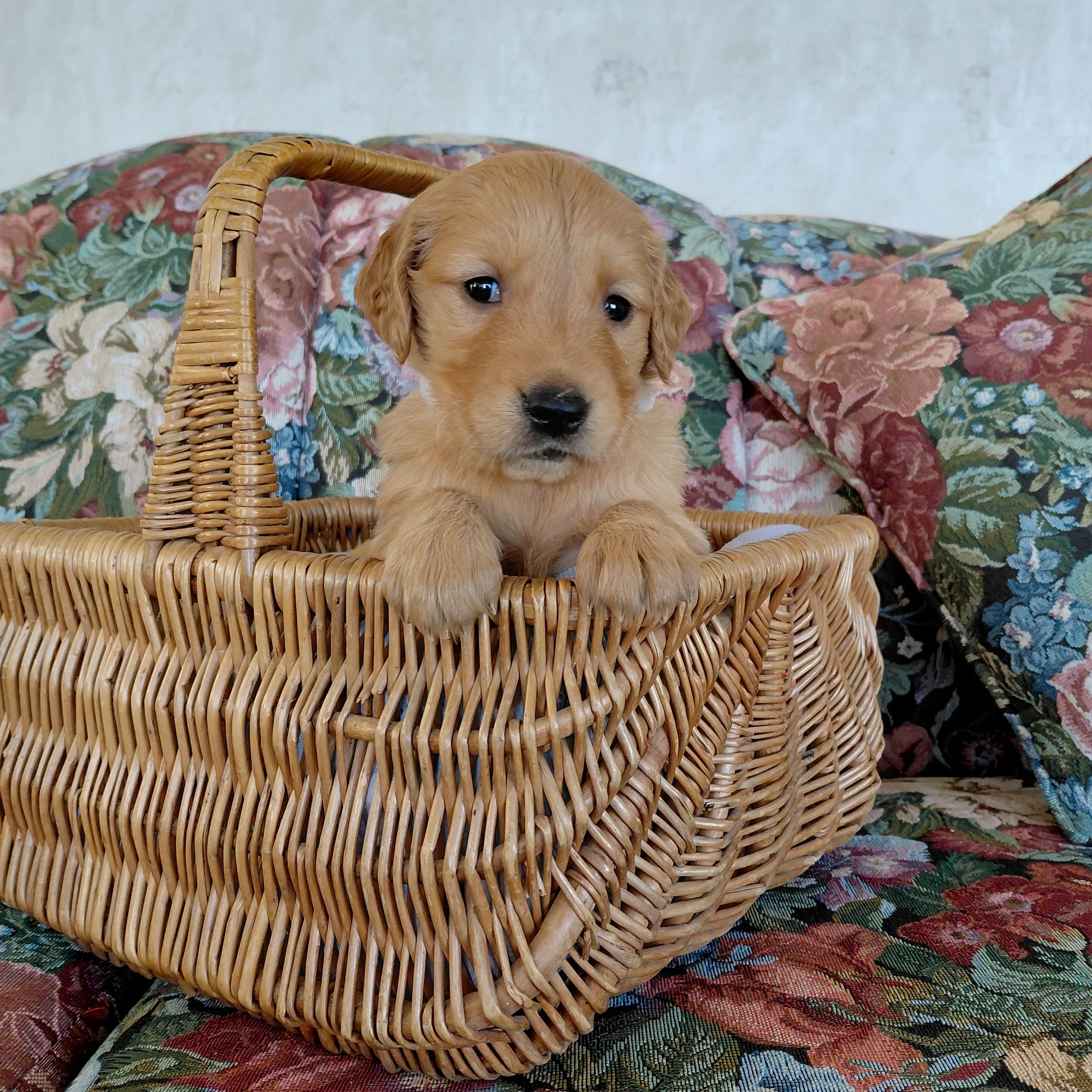 Suki, the 4 week old Golden Retriever puppy sits in a basket on a floral couch with a white collar.